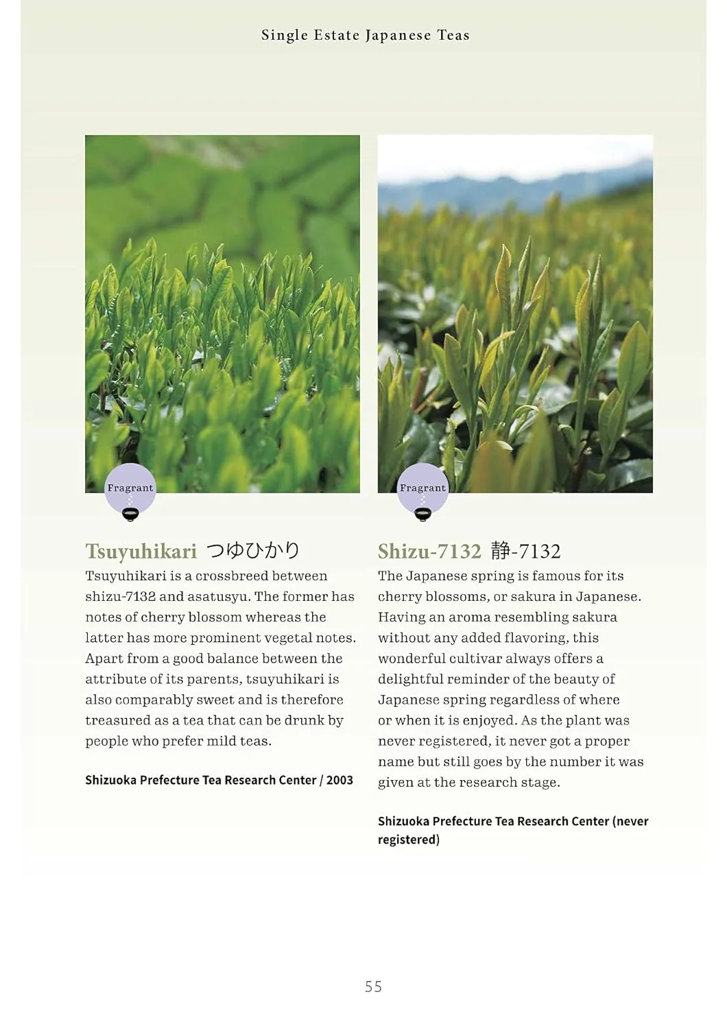 A BEGINNER`S GUIDE TO JAPANESE TEA - Image 3