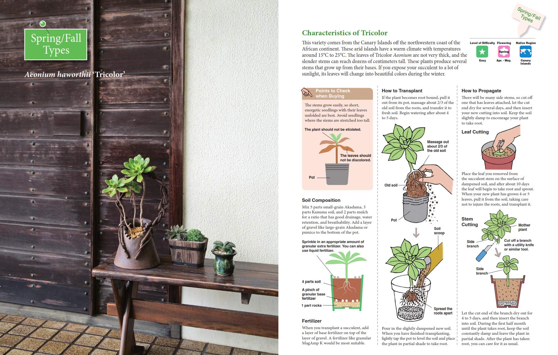 A BEGINNER'S GUIDE TO SUCCULENT GARDENING - Image 3