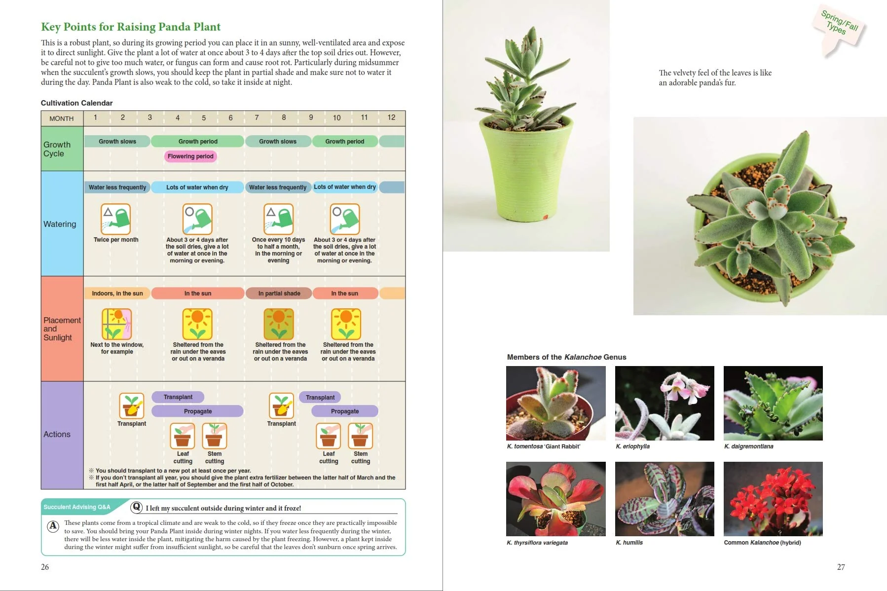 A BEGINNER'S GUIDE TO SUCCULENT GARDENING - Image 4