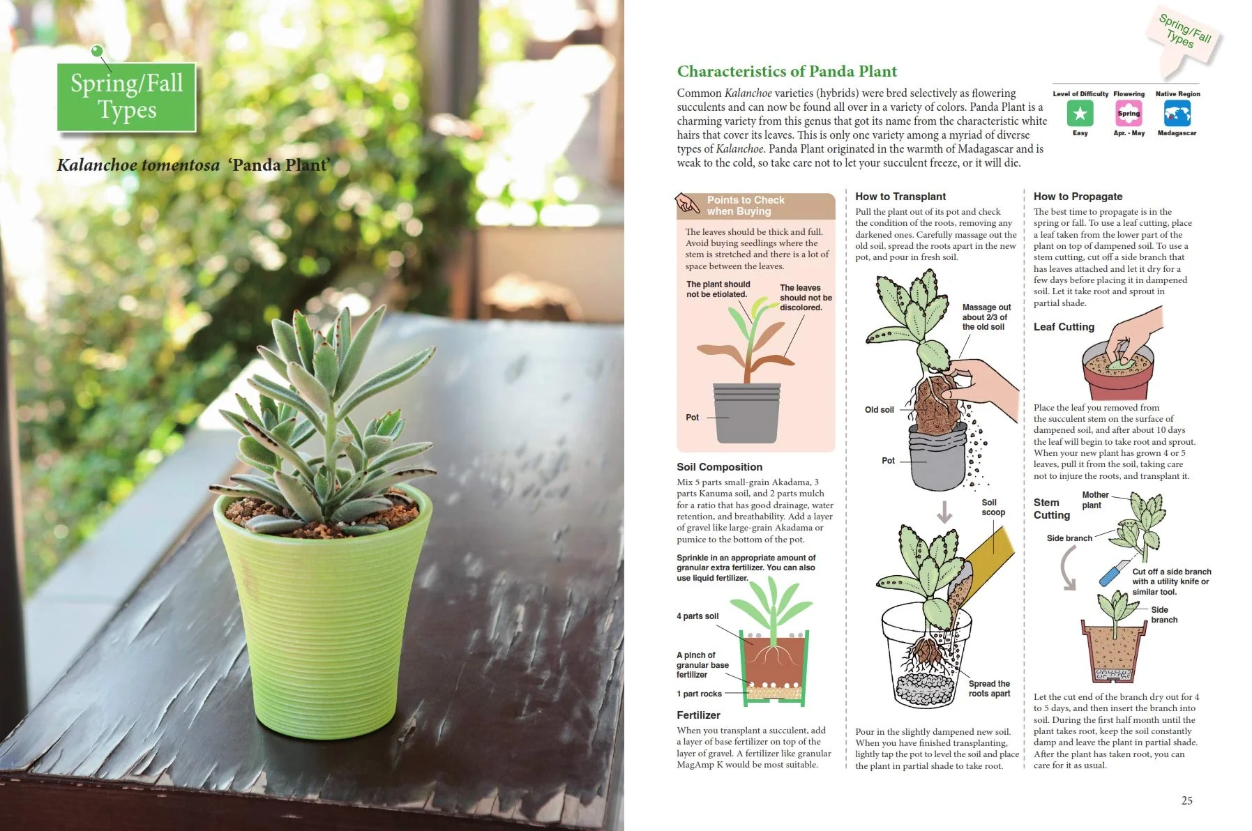 A BEGINNER'S GUIDE TO SUCCULENT GARDENING - Image 5