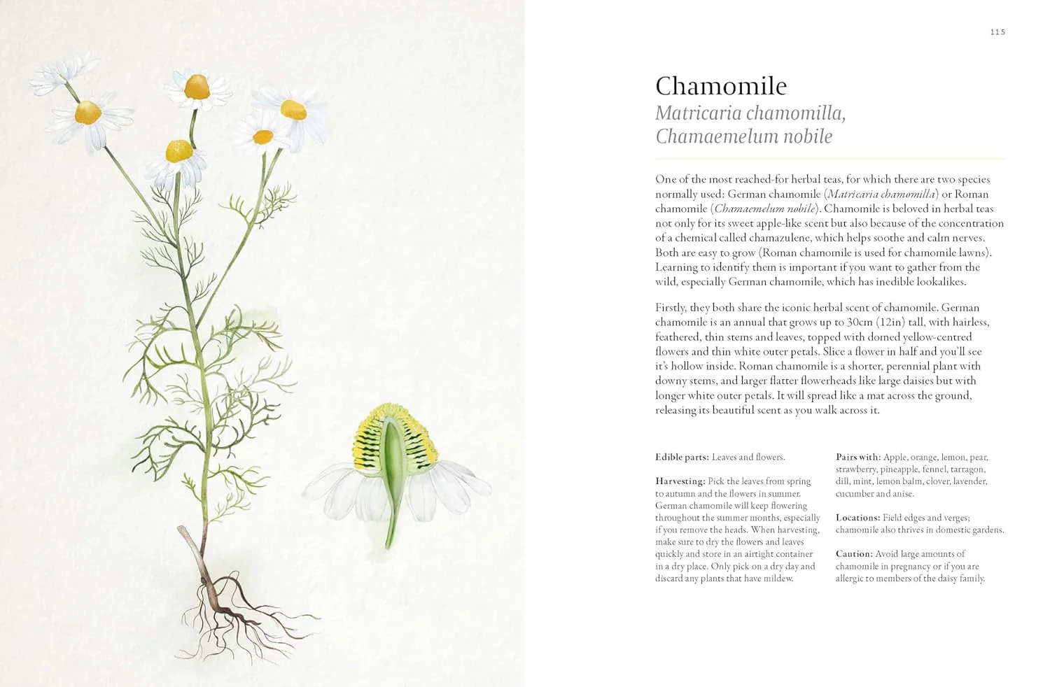 A FORAGER'S GUIDE TO WILD DRINKS - Image 3