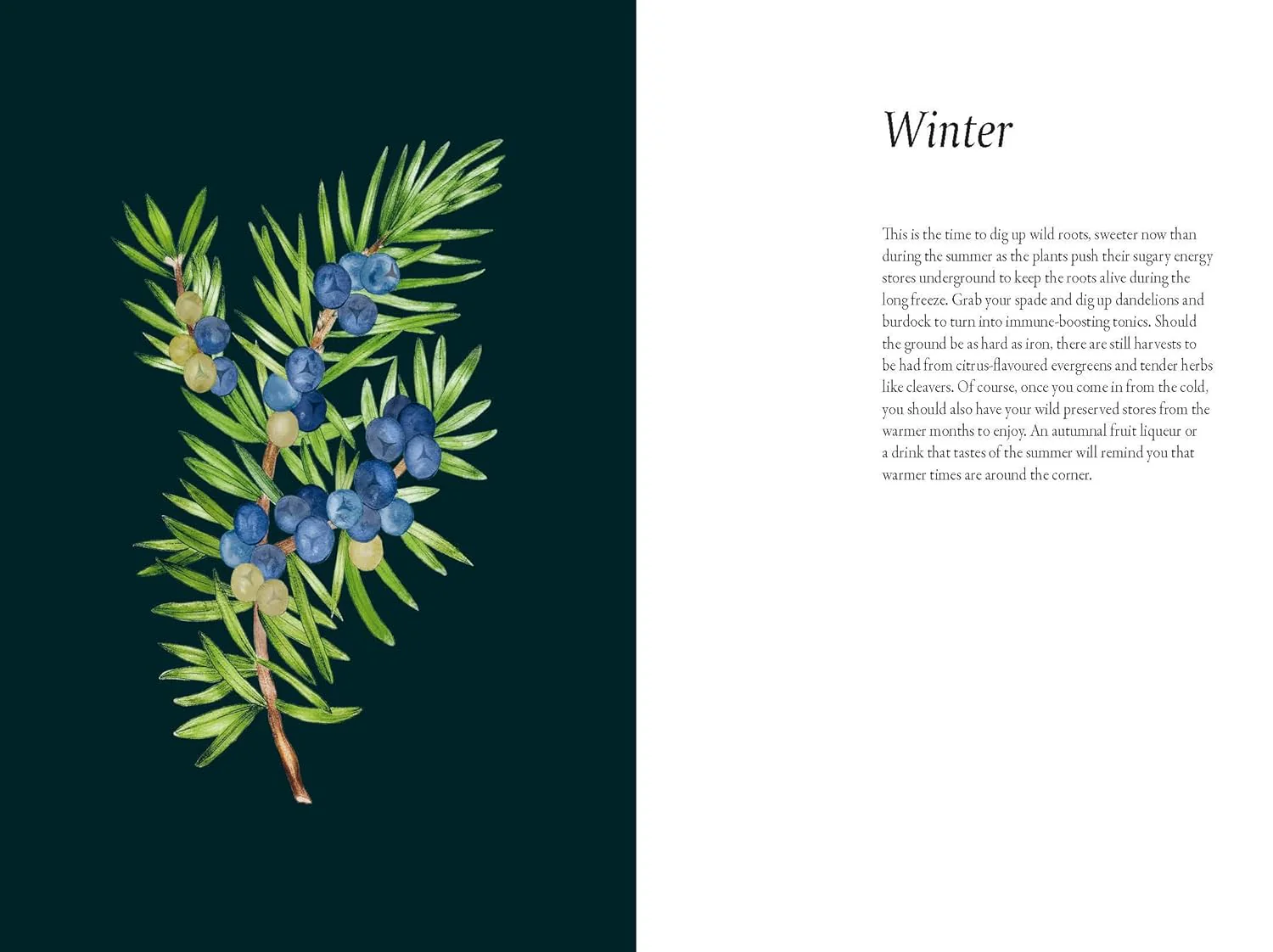 A FORAGER'S GUIDE TO WILD DRINKS - Image 4