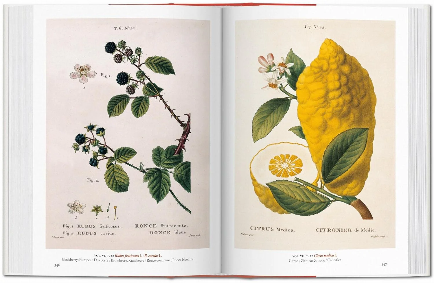 A GARDEN EDEN: MASTERPIECES OF BOTANICAL ILLUSTRATION - Image 2
