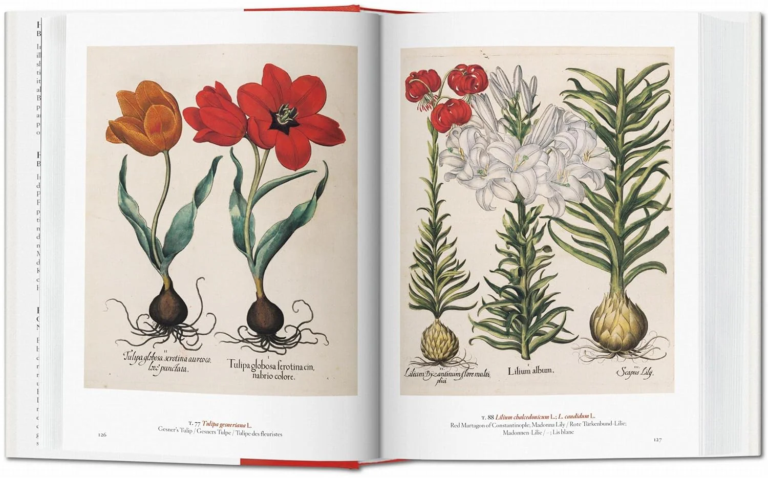 A GARDEN EDEN: MASTERPIECES OF BOTANICAL ILLUSTRATION - Image 4