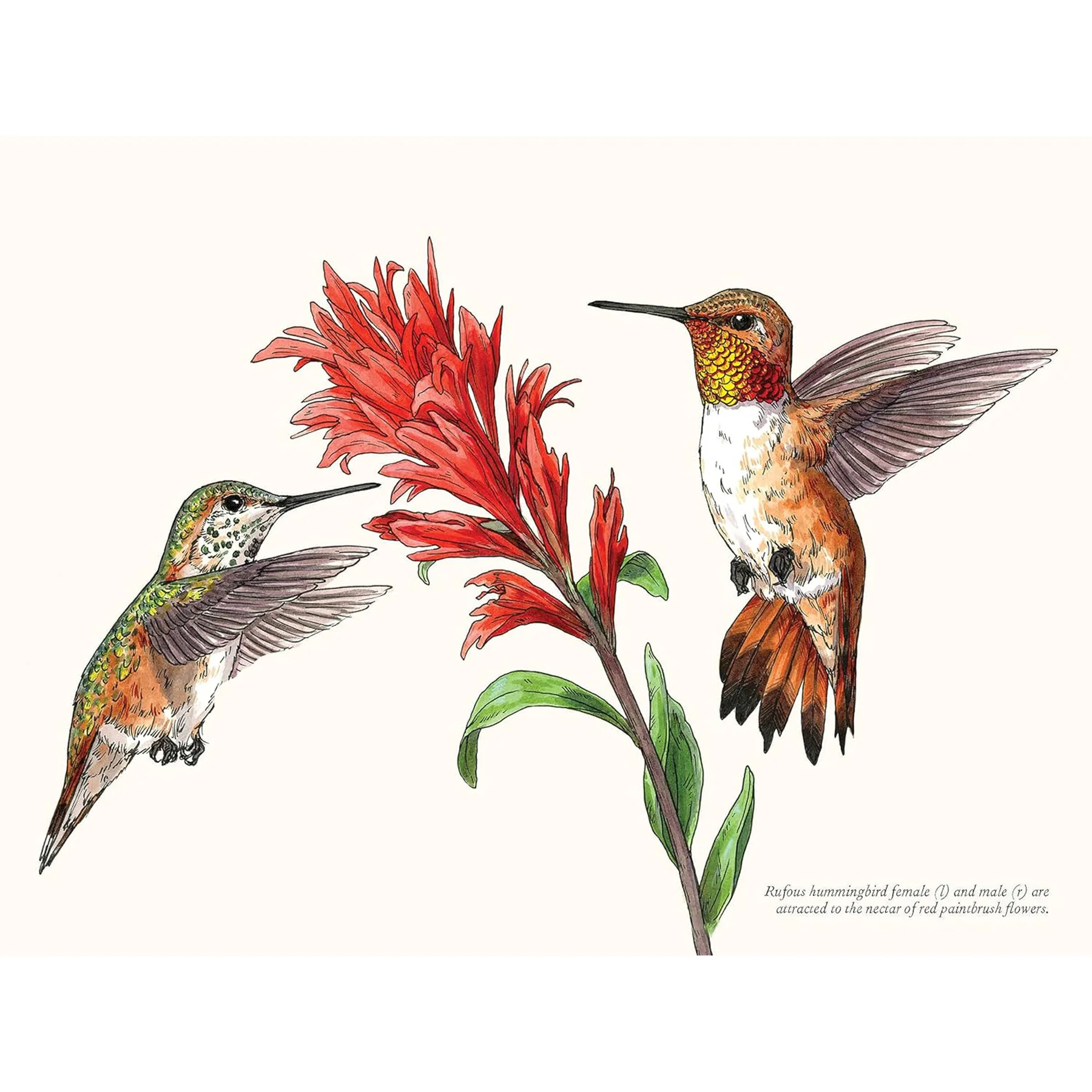 A LITTLE BOOK OF HUMMINGBIRDS - Image 2