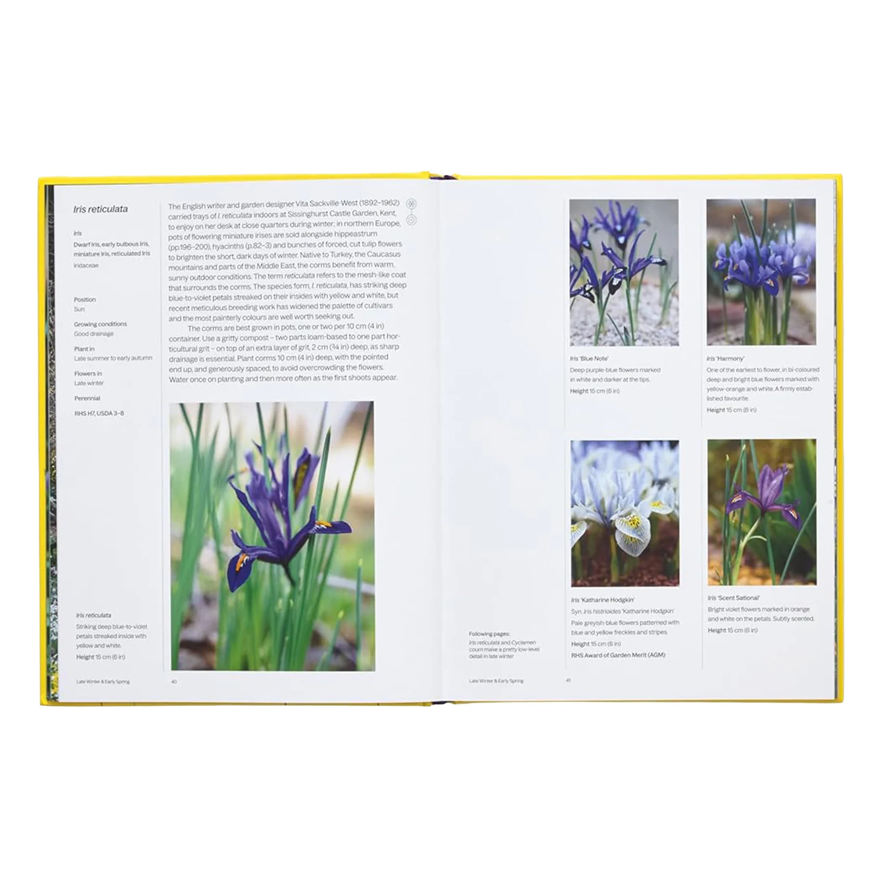 A YEAR IN BLOOM: FLOWERING BULBS FOR EVERY SEASON - Image 2