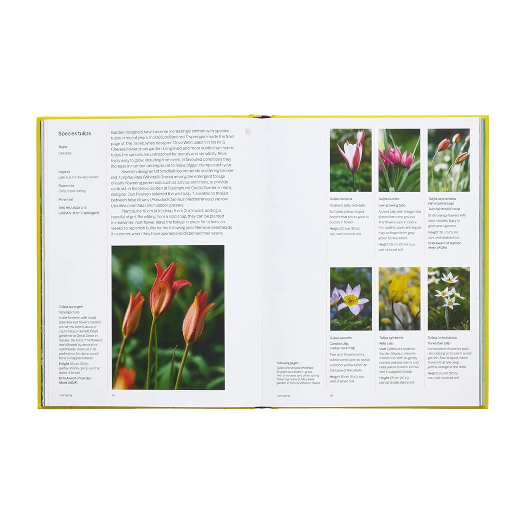 A YEAR IN BLOOM: FLOWERING BULBS FOR EVERY SEASON - Image 3