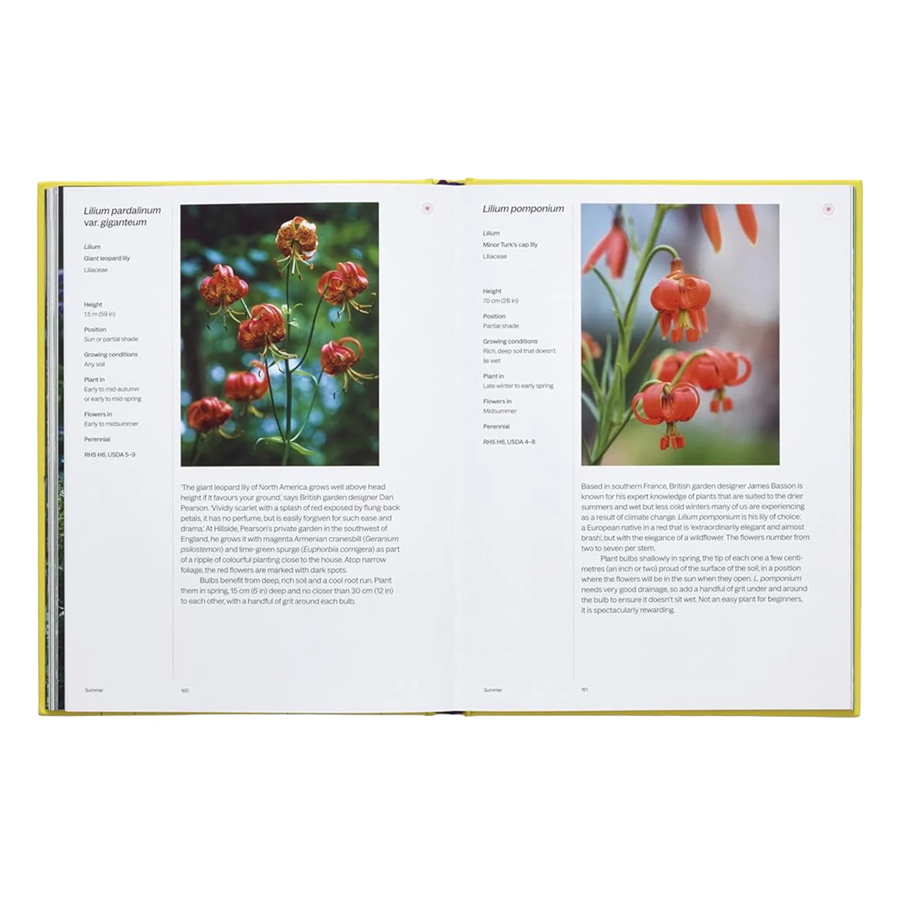 A YEAR IN BLOOM: FLOWERING BULBS FOR EVERY SEASON - Image 4