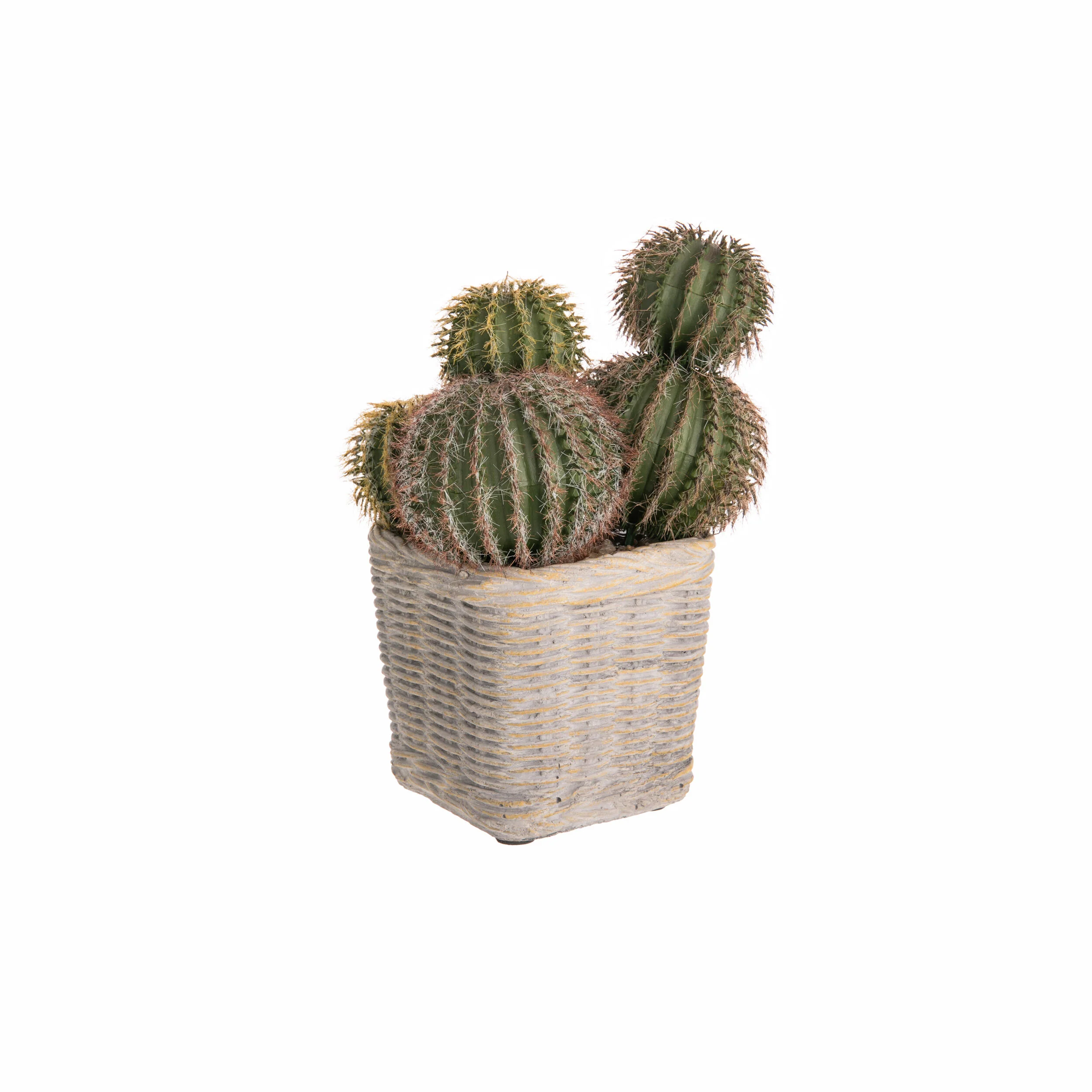 BARREL CACTUS IN CEMENT POT
