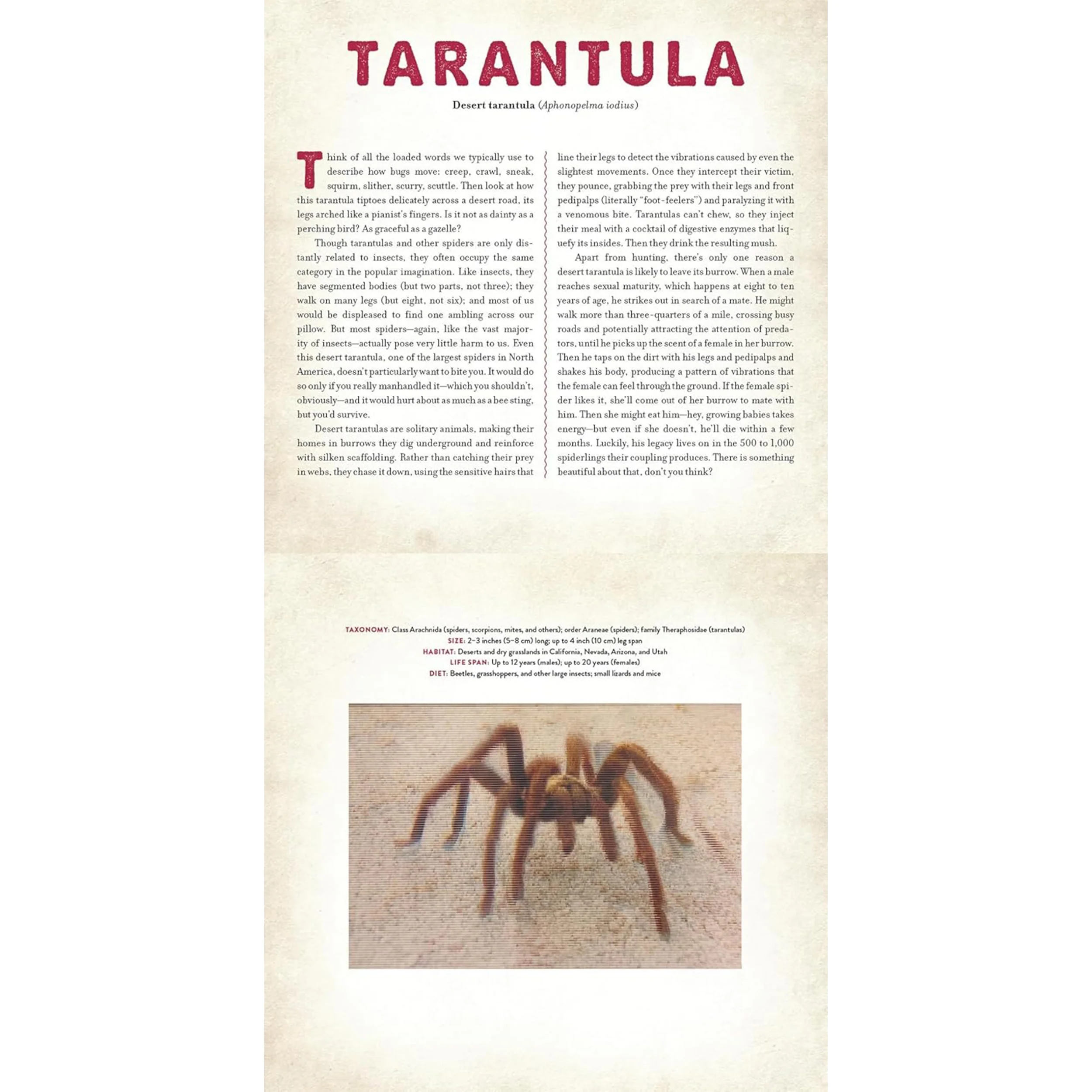 BUGS: A PHOTICULAR BOOK - Image 2