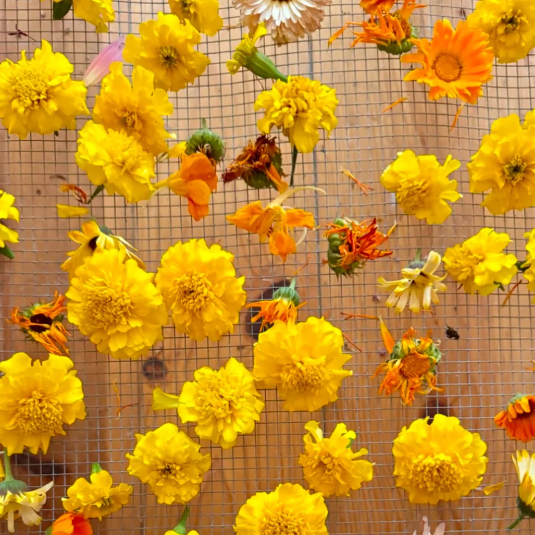 EDIBLE FLOWERS BLEND - Image 2