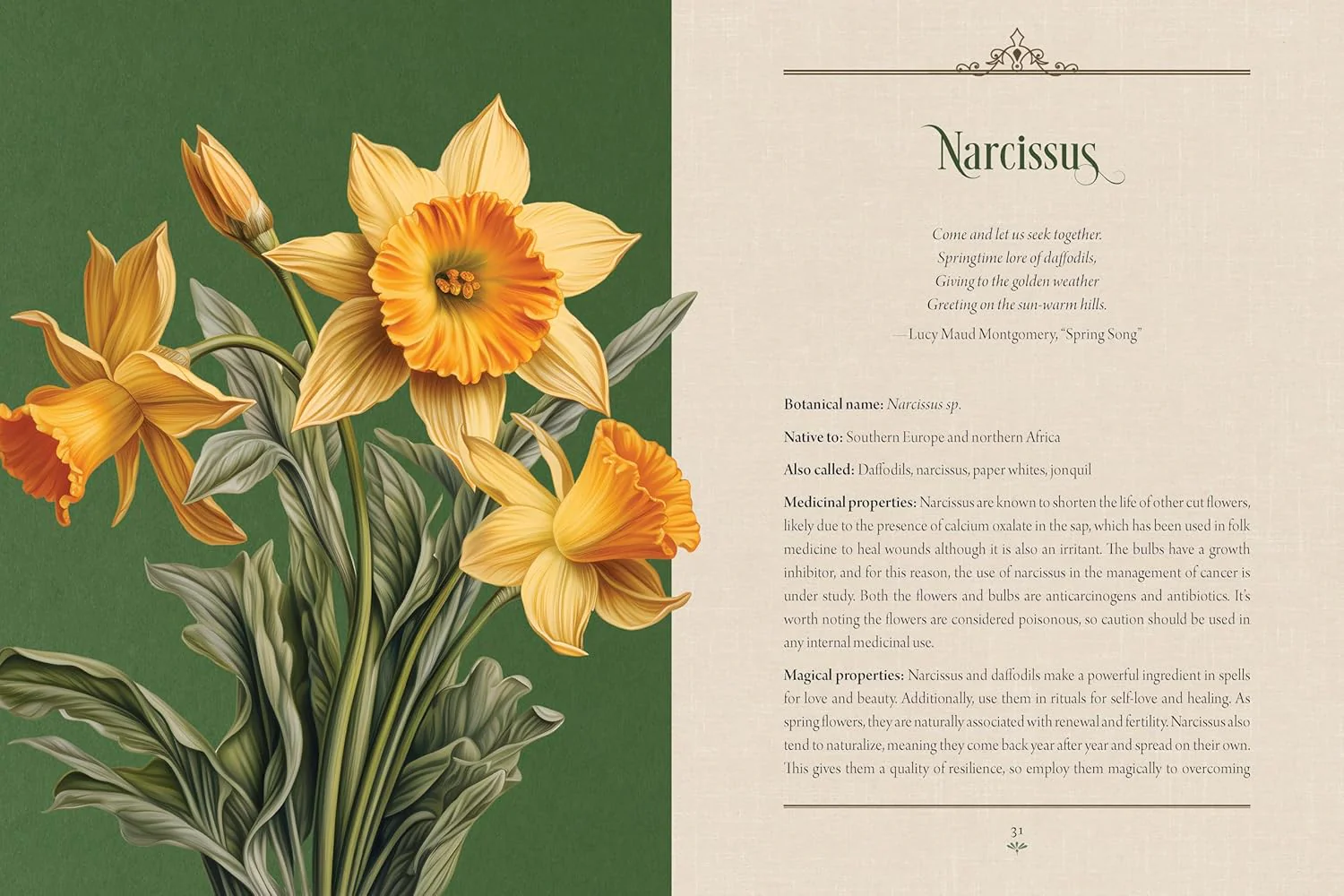 ENCHANTED PLANTS: A TREASURY OF BOTANICAL FOLKLORE & MAGIC - Image 2