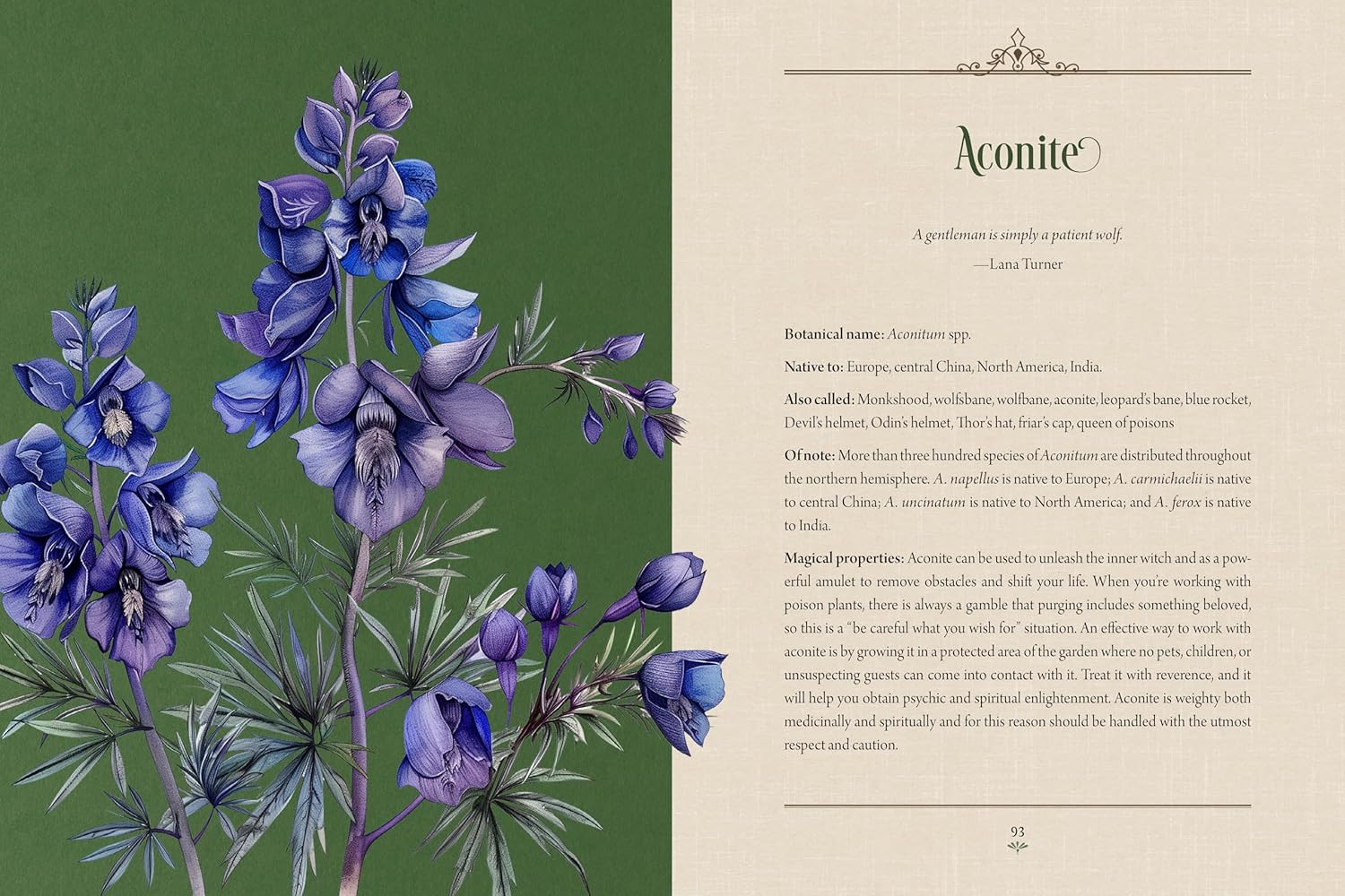 ENCHANTED PLANTS: A TREASURY OF BOTANICAL FOLKLORE & MAGIC - Image 4