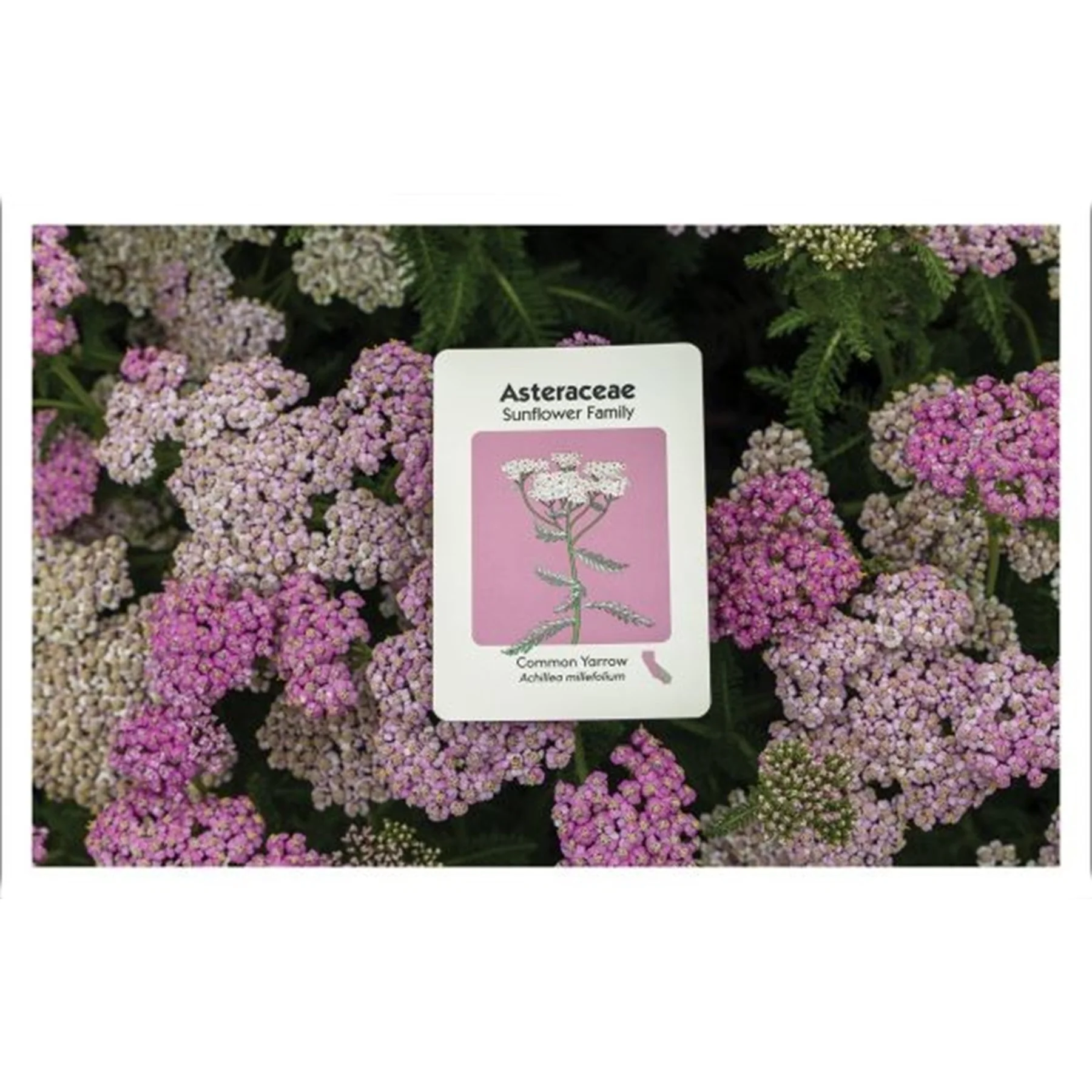 GO NATIVE: A GO FISH CARD GAME WITH CALIFORNIA PLANTS - Image 3