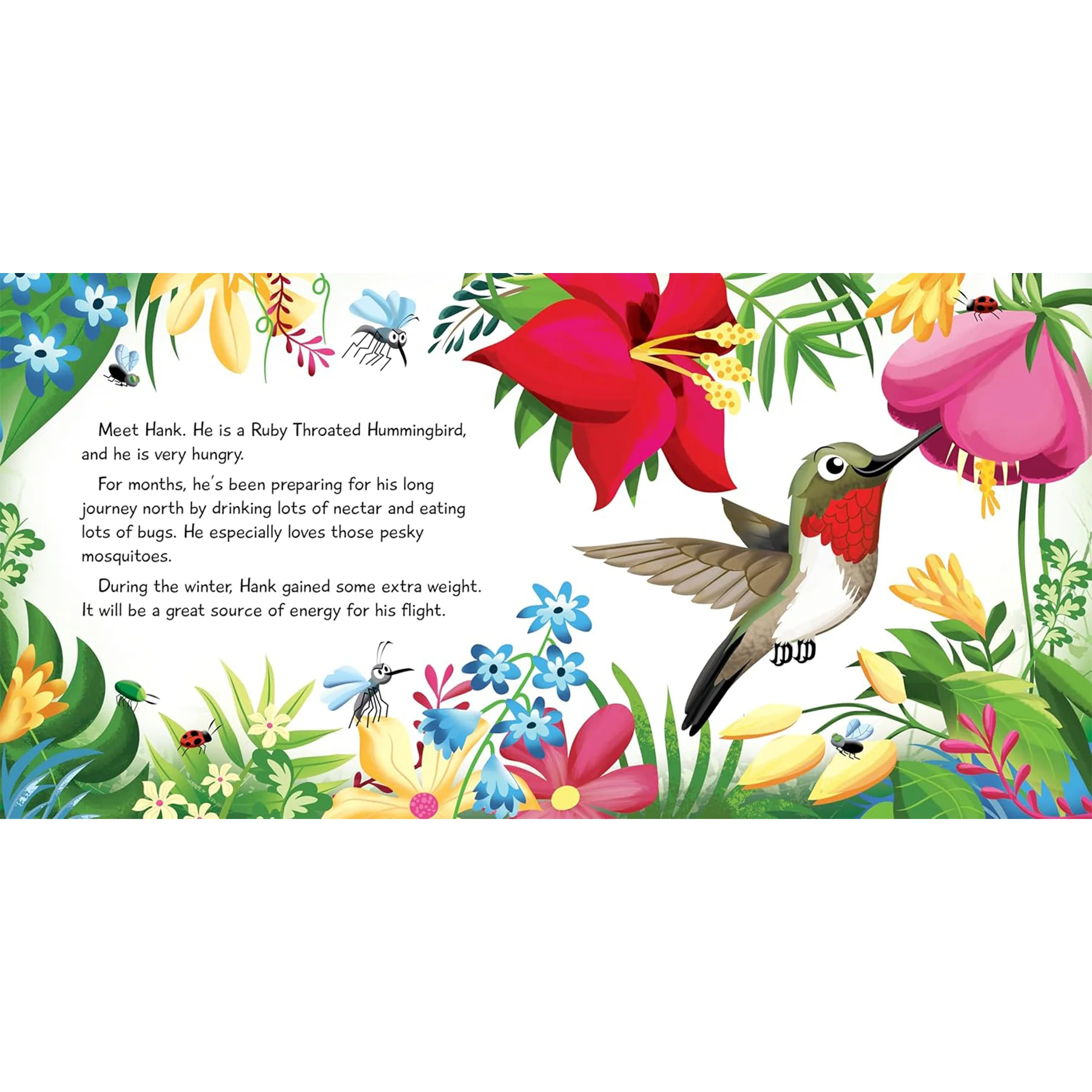 HANK THE HUNGRY HUMMINGBIRD - Image 3