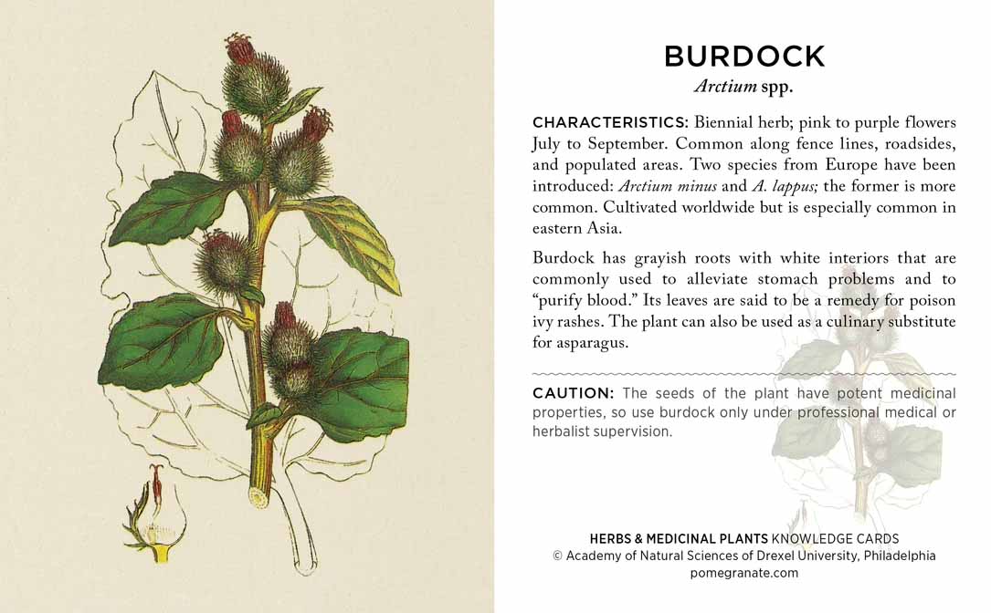 HERBS AND MEDICINAL PLANTS KNOWLEDGE CARDS - Image 2