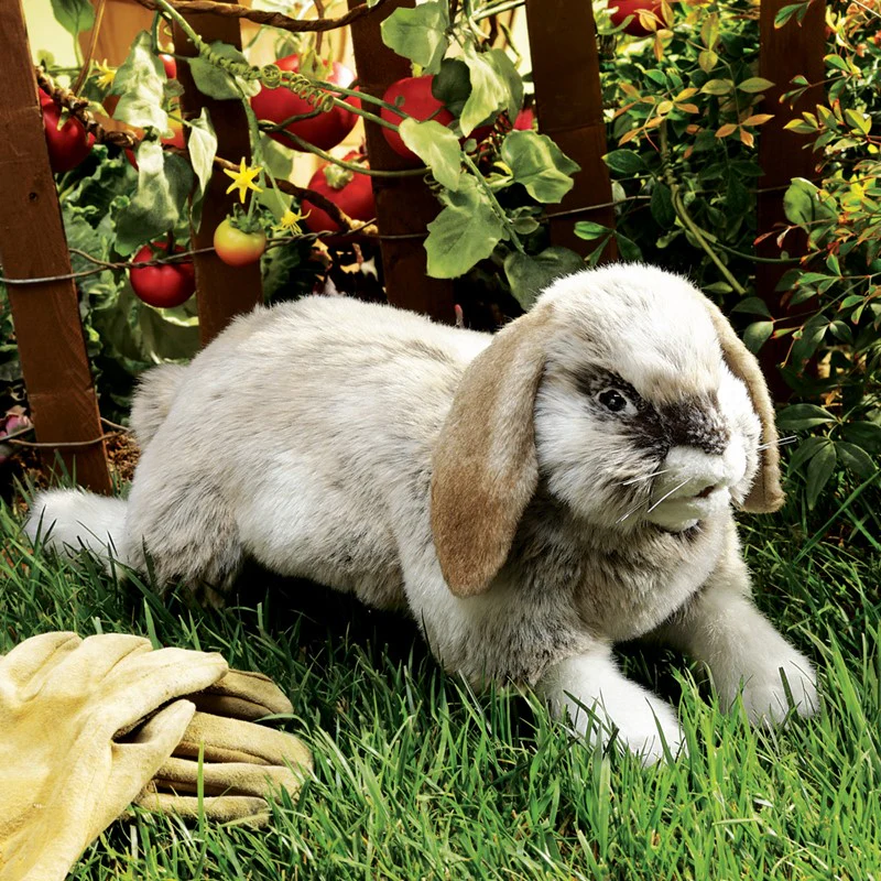 HOLLAND LOP RABBIT - Image 4