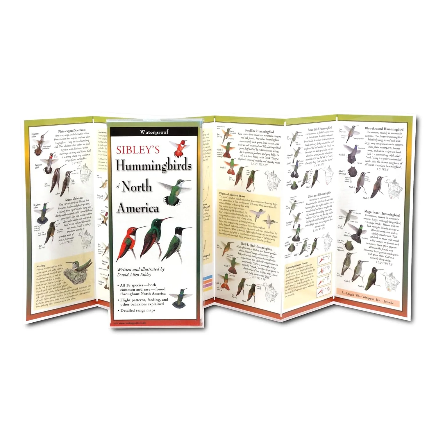 HUMMINGBIRDS OF NORTH AMERICA FIELD GUIDE - Image 2