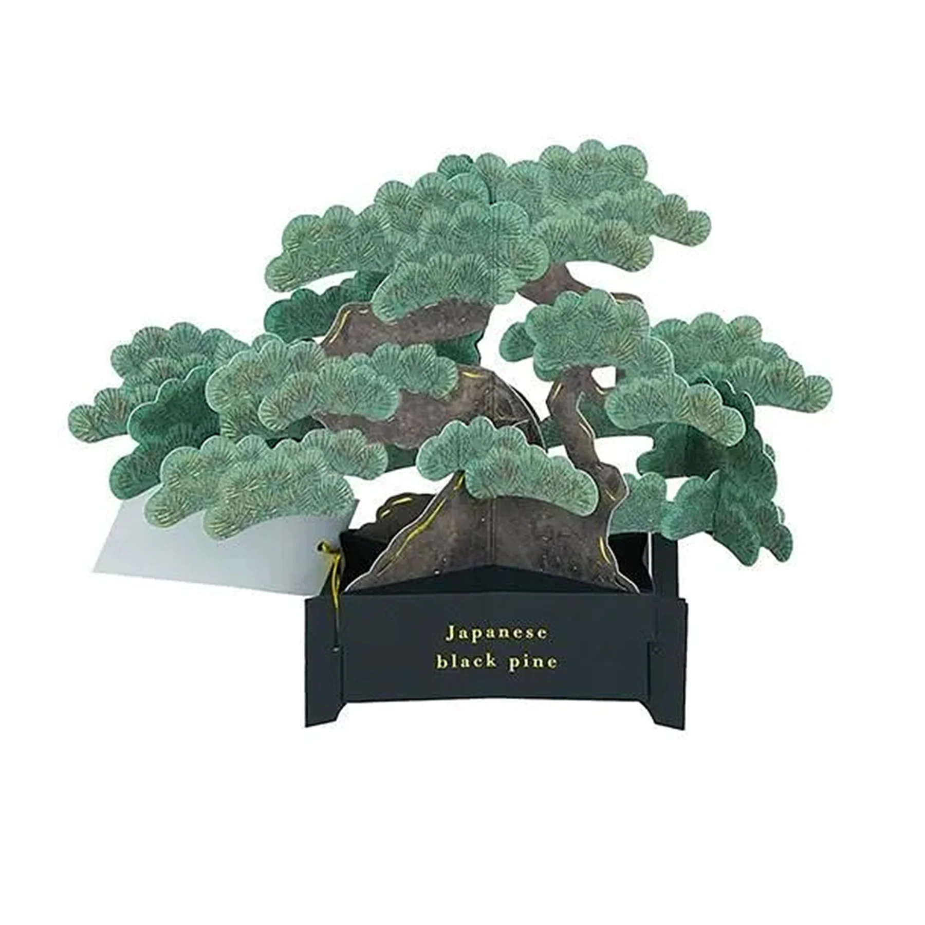 JAPANESE BLACK PINE BONSAI POP-UP GREETING CARD