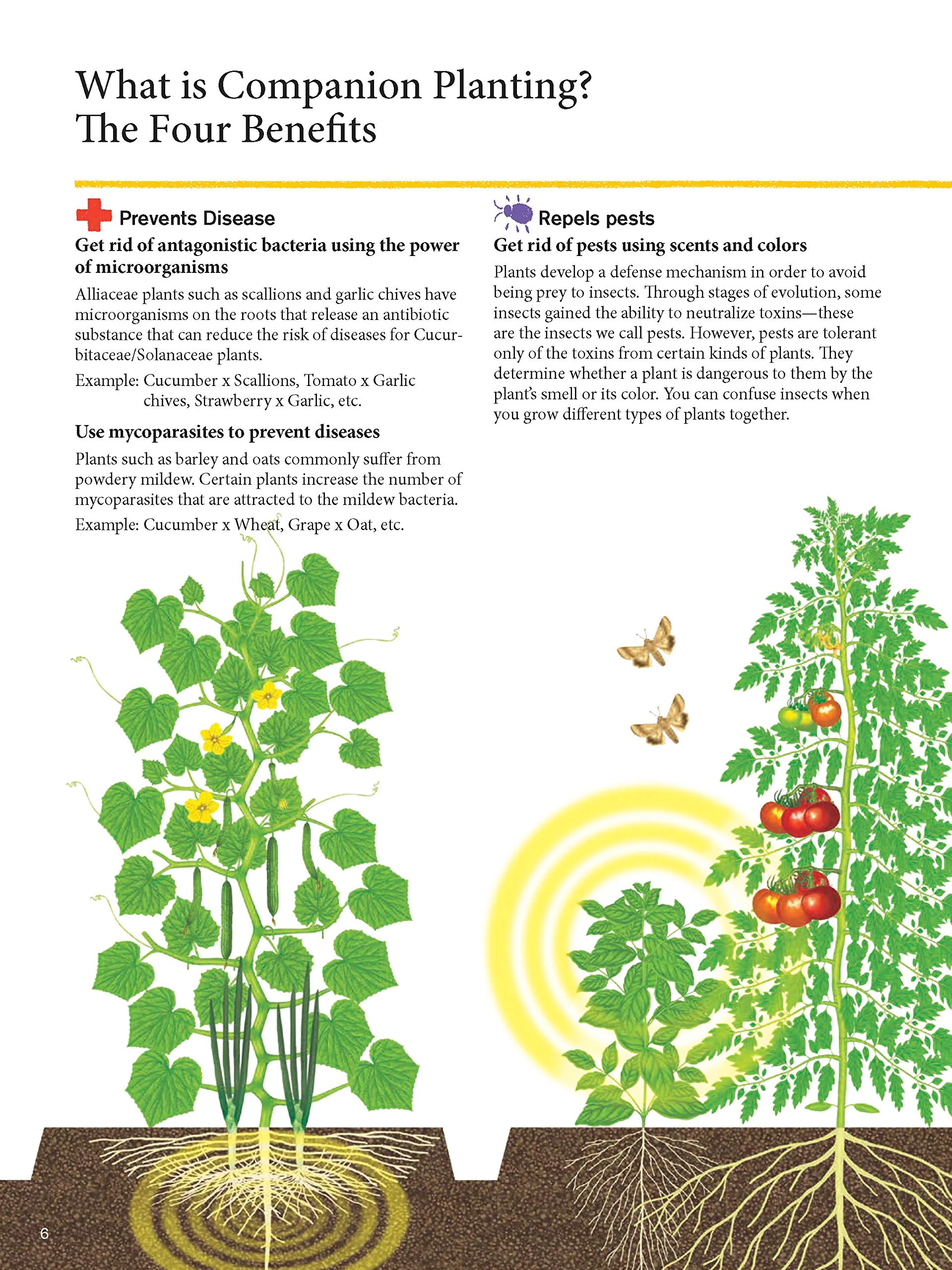 JAPANESE STYLE COMPANION PLANTING: ORGANIC GARDENING TECHNIQUES FOR OPTIMAL GROWTH & FLAVOR - Image 2