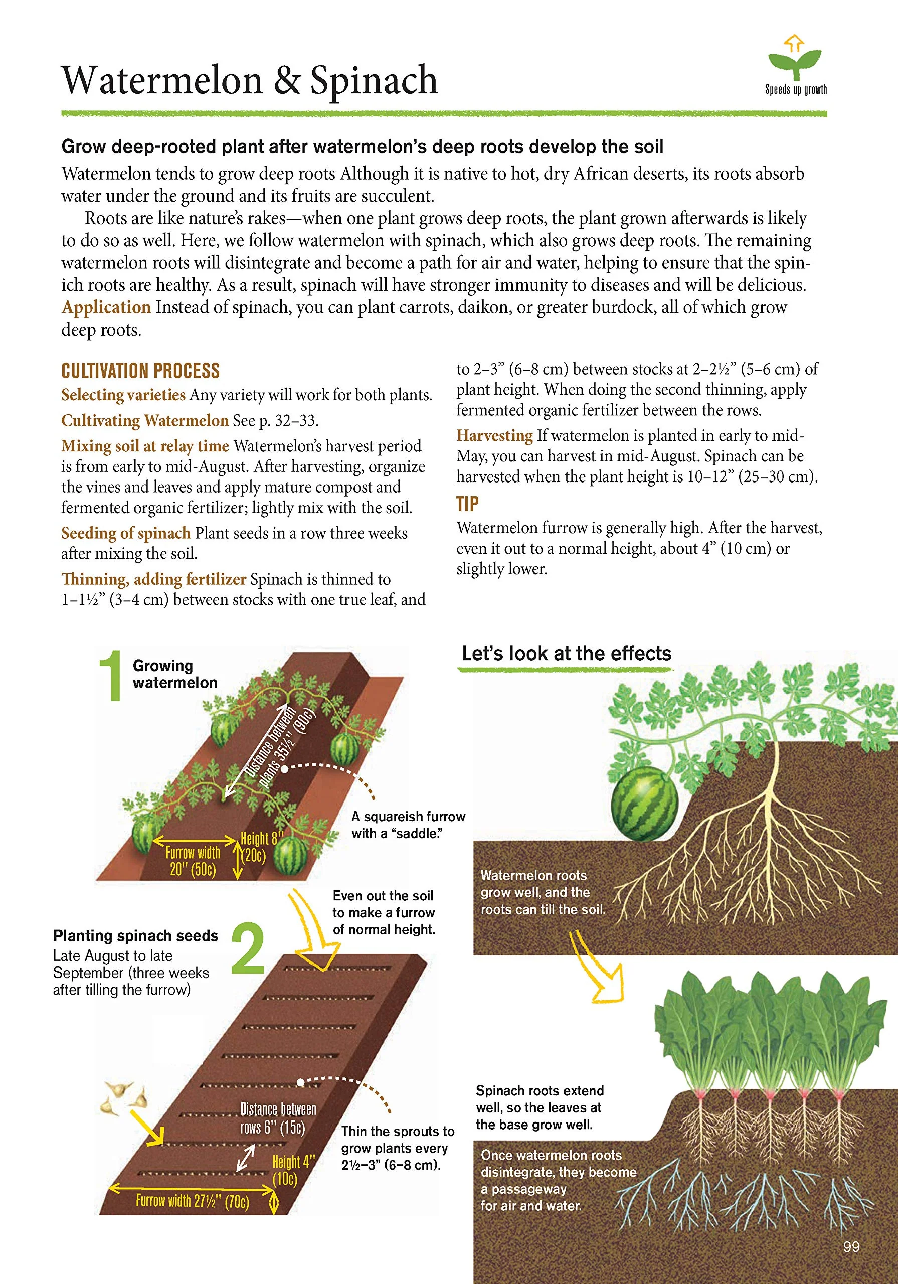 JAPANESE STYLE COMPANION PLANTING: ORGANIC GARDENING TECHNIQUES FOR OPTIMAL GROWTH & FLAVOR - Image 3