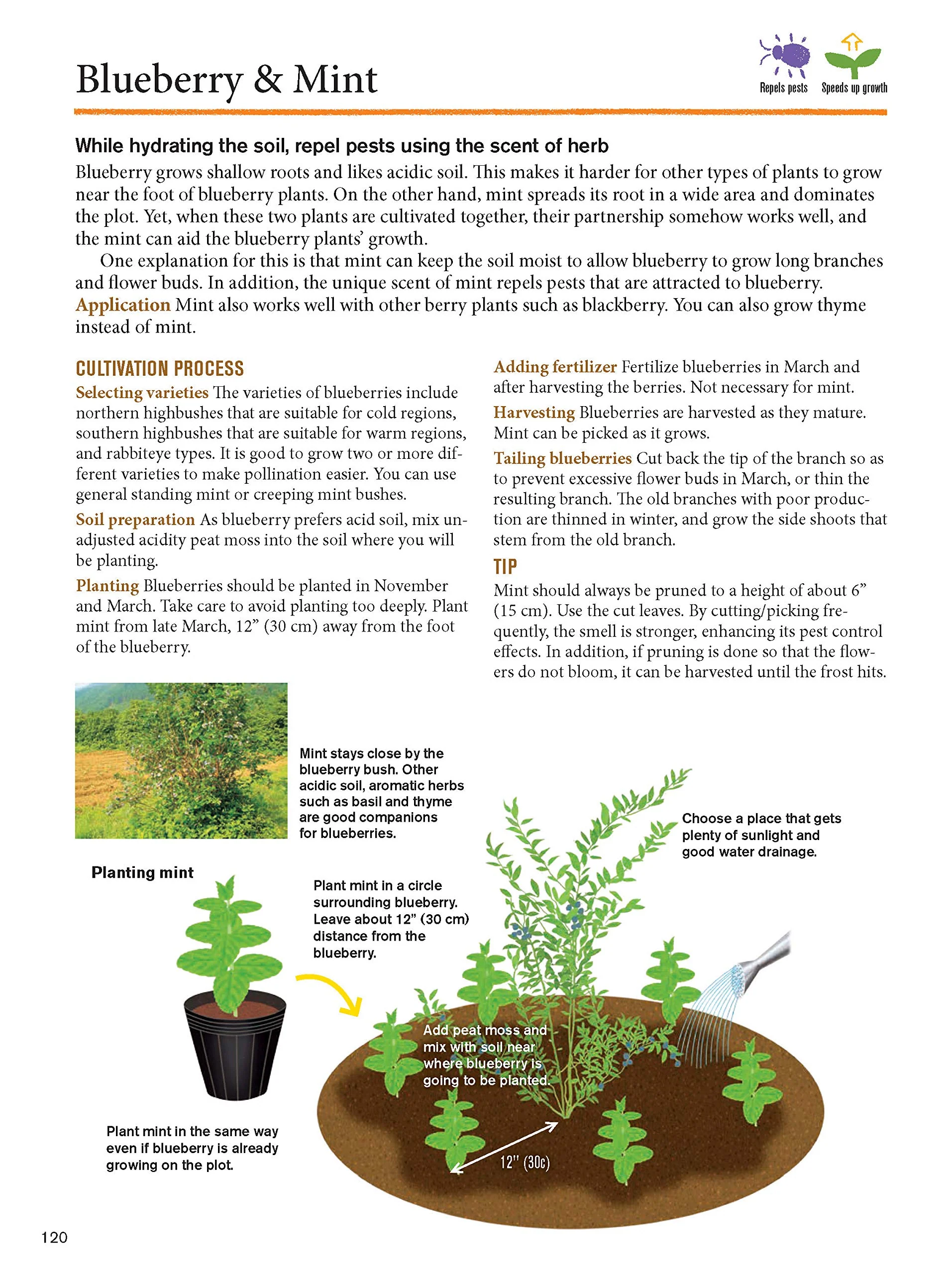 JAPANESE STYLE COMPANION PLANTING: ORGANIC GARDENING TECHNIQUES FOR OPTIMAL GROWTH & FLAVOR - Image 4