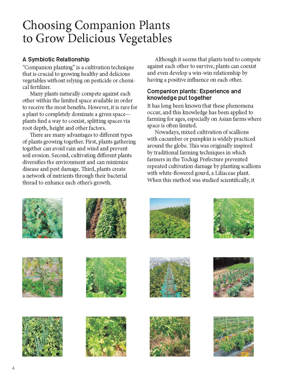 JAPANESE STYLE COMPANION PLANTING: ORGANIC GARDENING TECHNIQUES FOR OPTIMAL GROWTH & FLAVOR - Image 5
