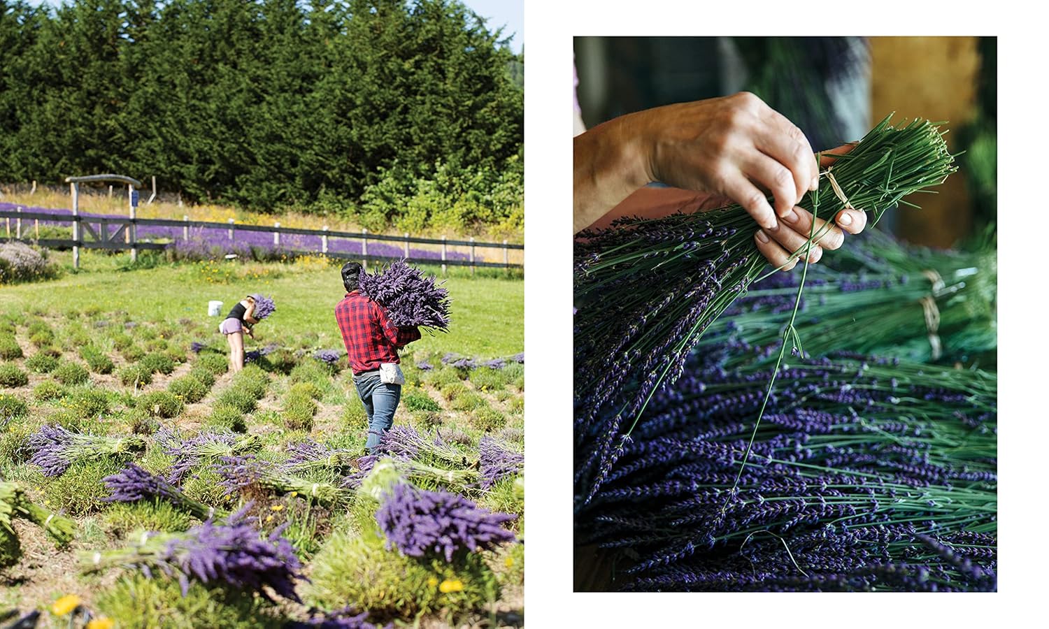LAVENDER: 50 SELF-CARE RECIPES AND PROJECTS FOR NATURAL WELLNESS - Image 4