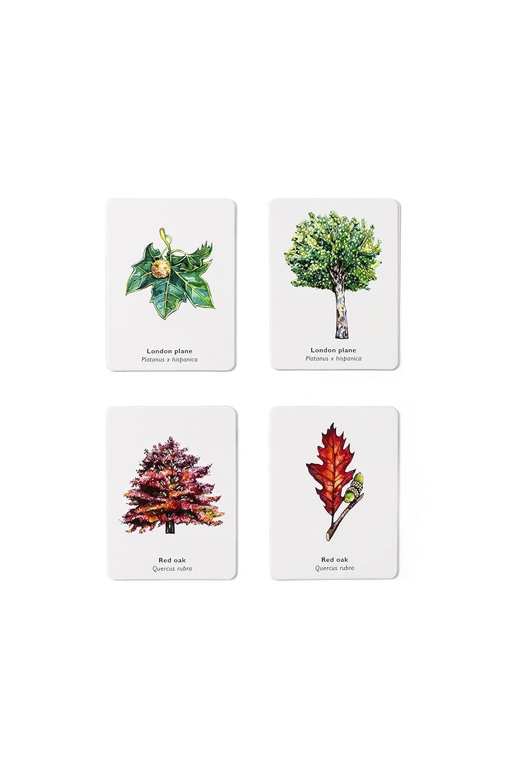 MATCH A LEAF: A TREE MEMORY GAME - Image 3
