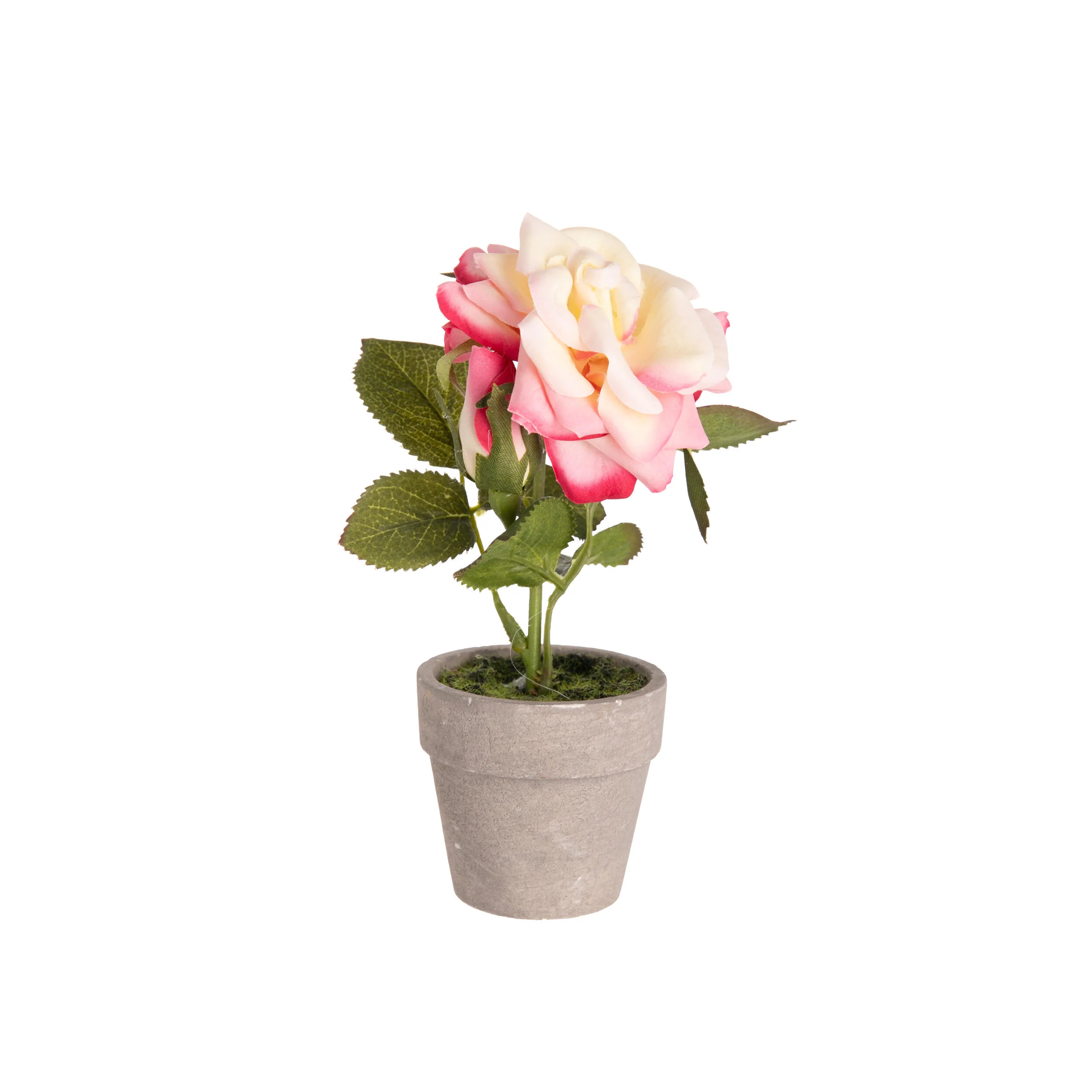 MINIATURE POTTED ROSE