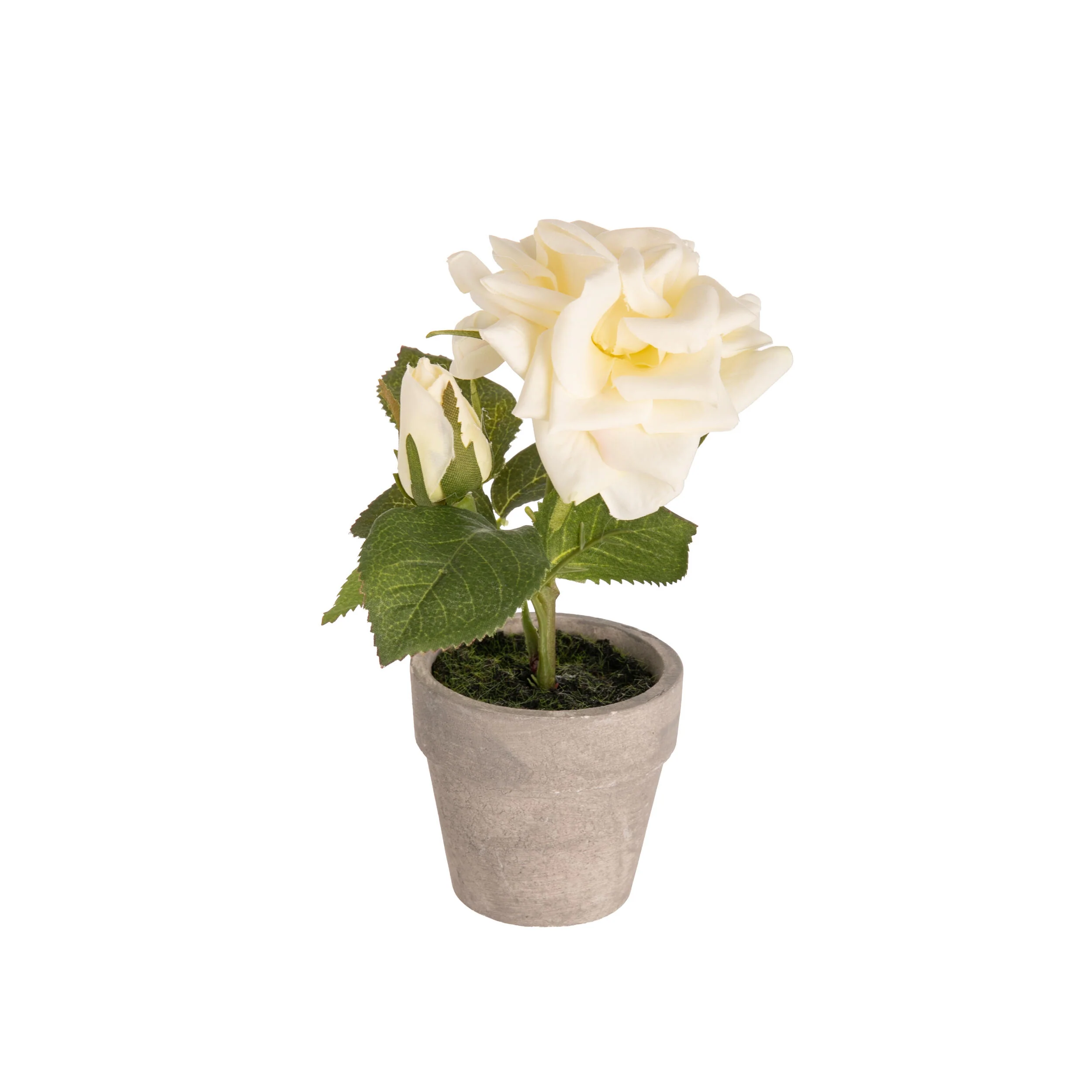 MINIATURE POTTED ROSE - Image 2