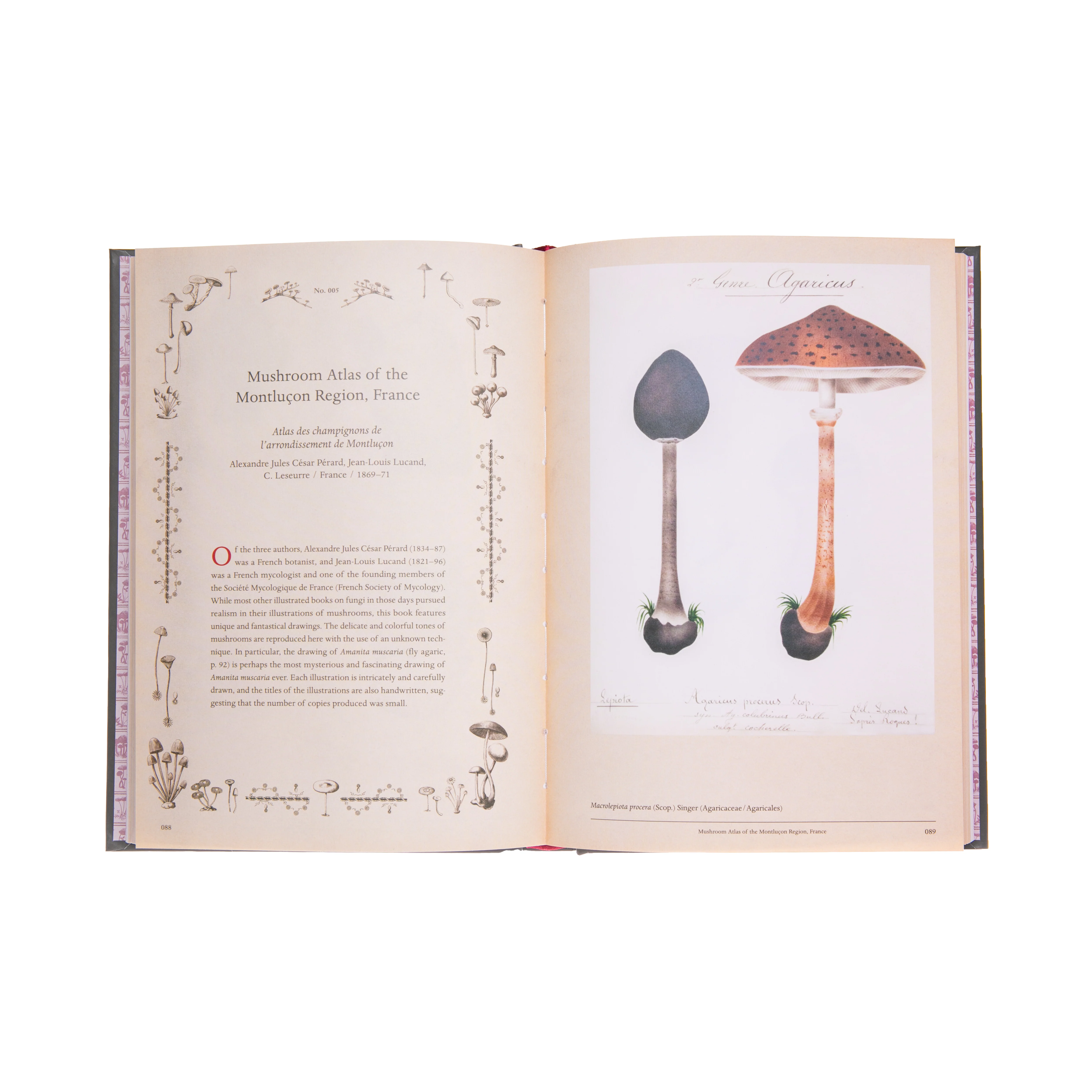 MUSHROOM BOTANICAL ART - Image 2