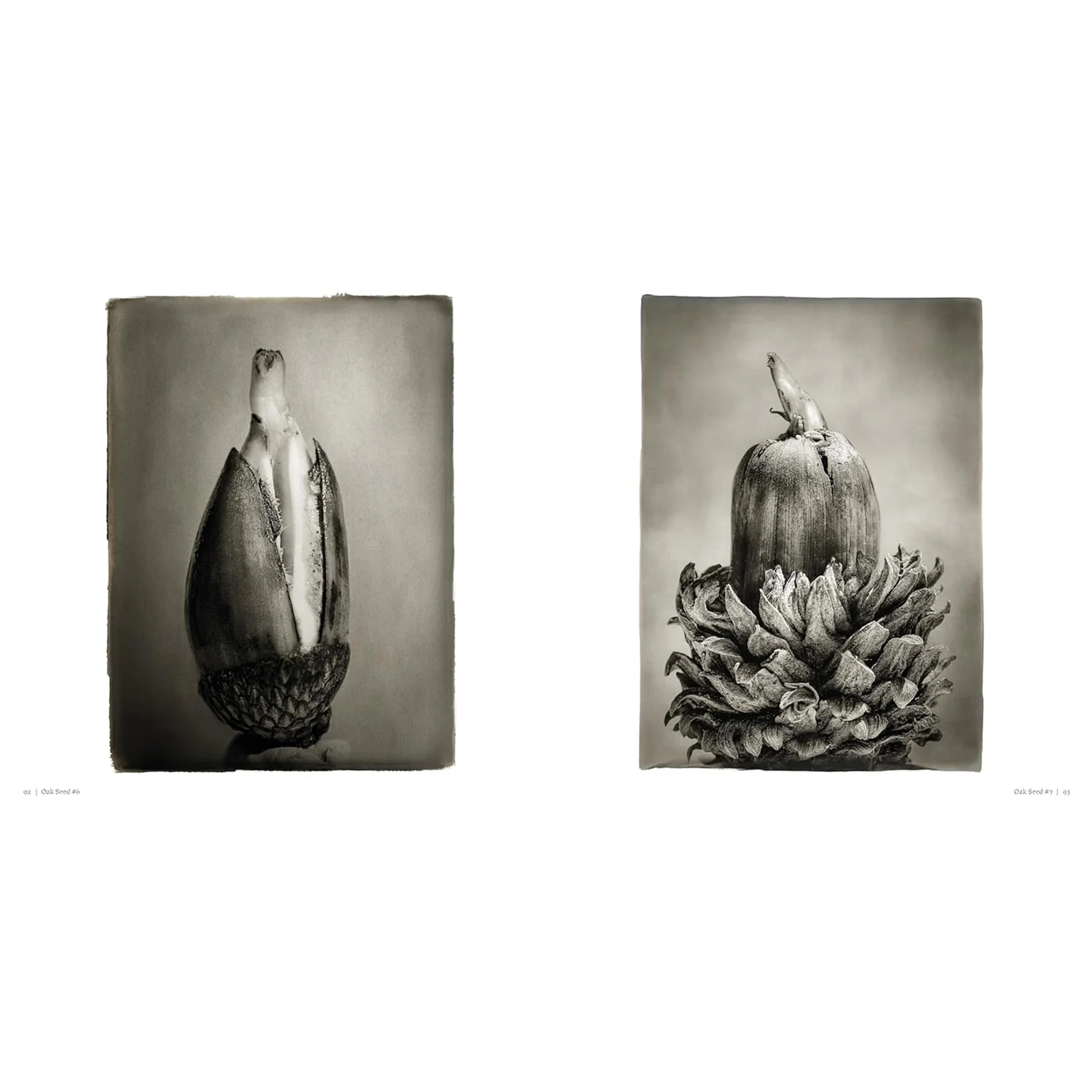 OAK: FROM SEED TO ANCIENT TREE - Image 3