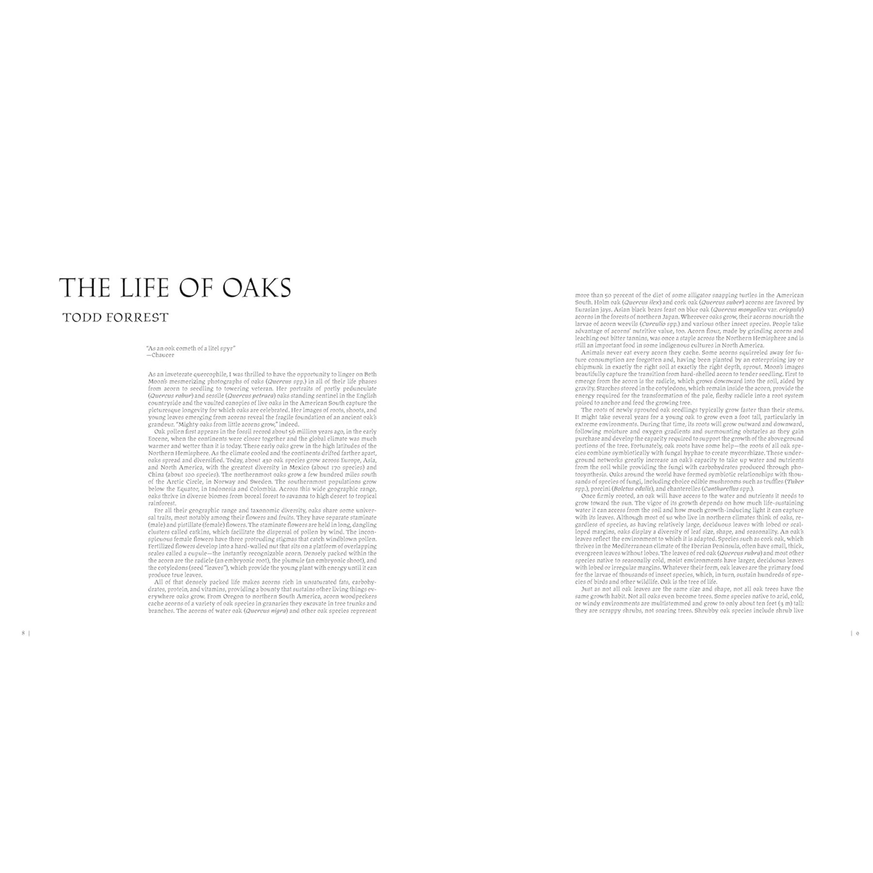 OAK: FROM SEED TO ANCIENT TREE - Image 4