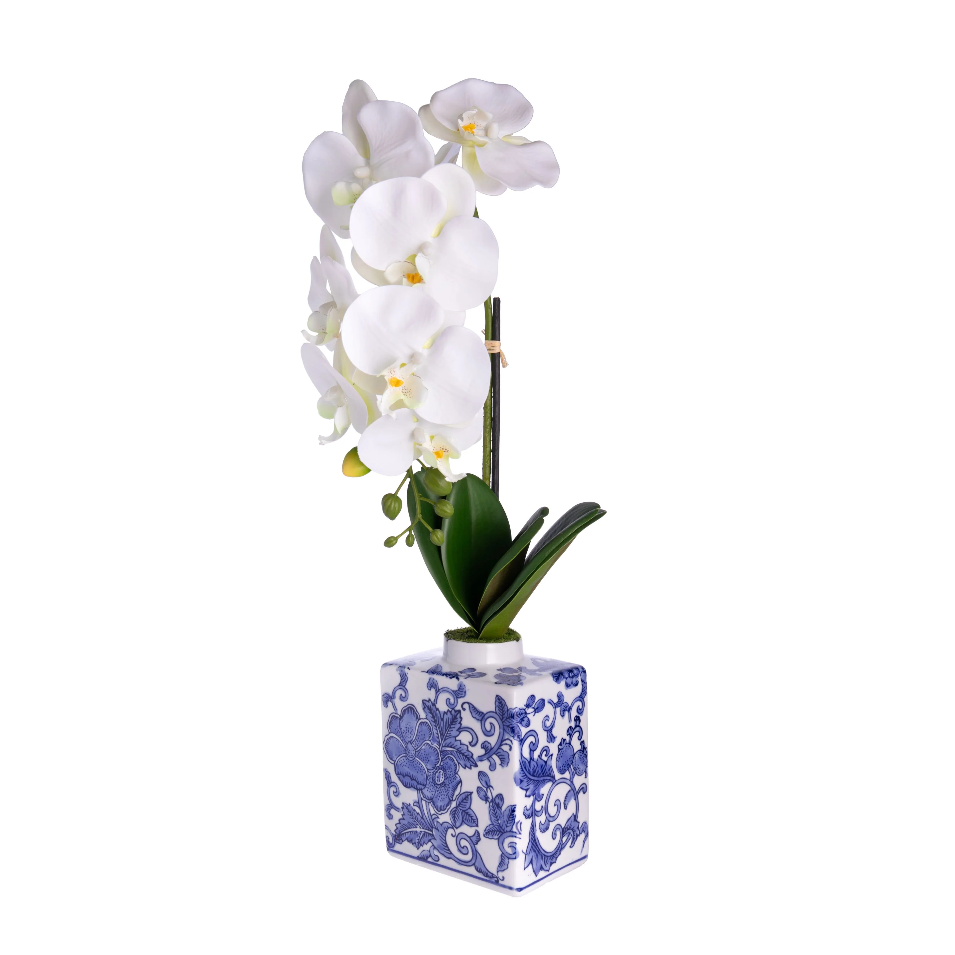 ORCHID PHALAENOPSIS IN BLUE & WHITE POT