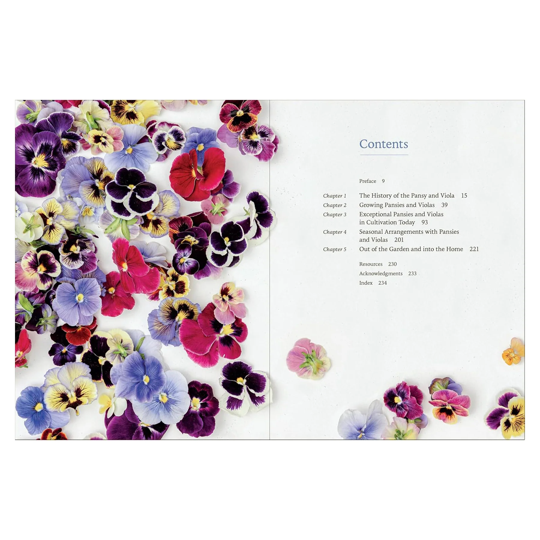 PANSIES - Image 2