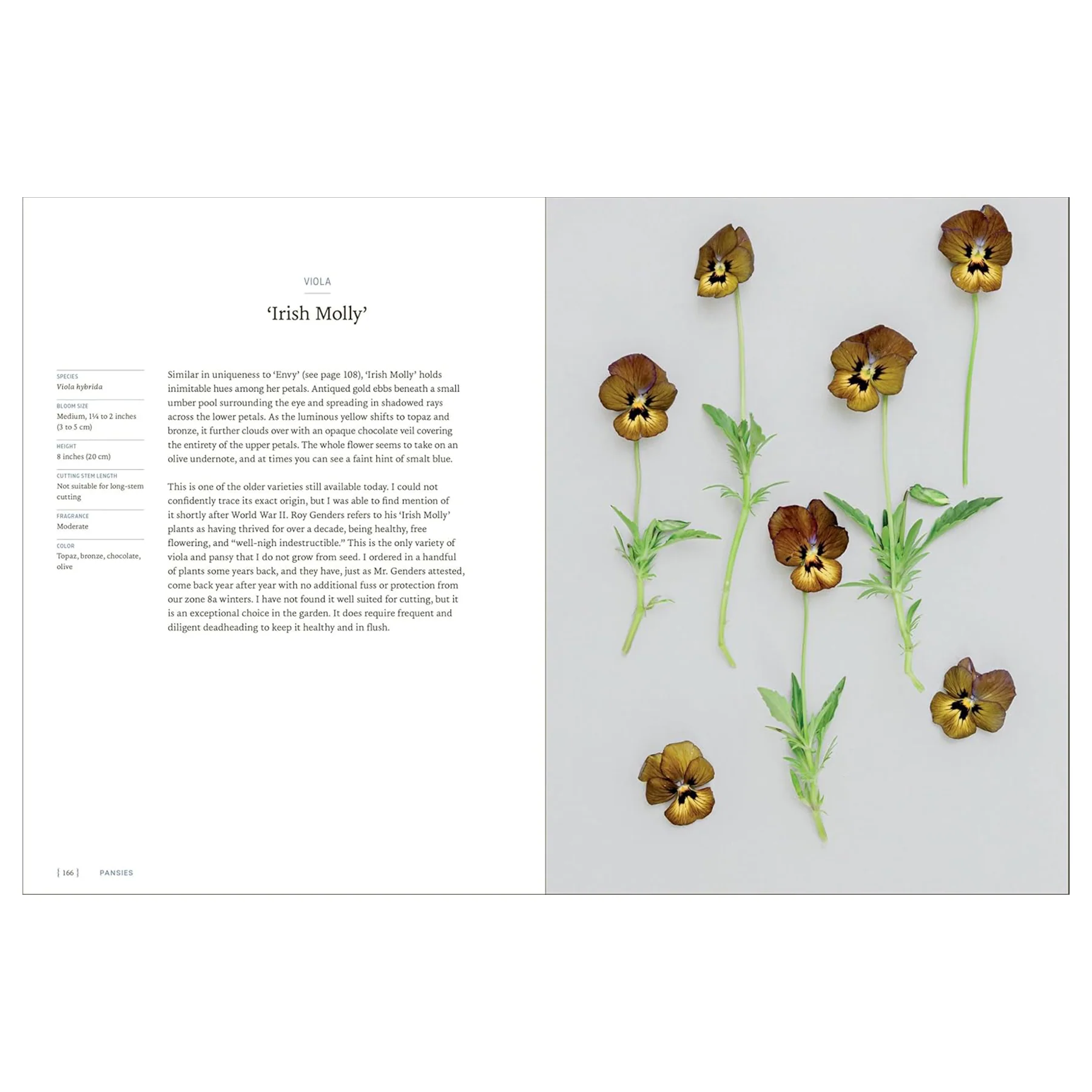 PANSIES - Image 3
