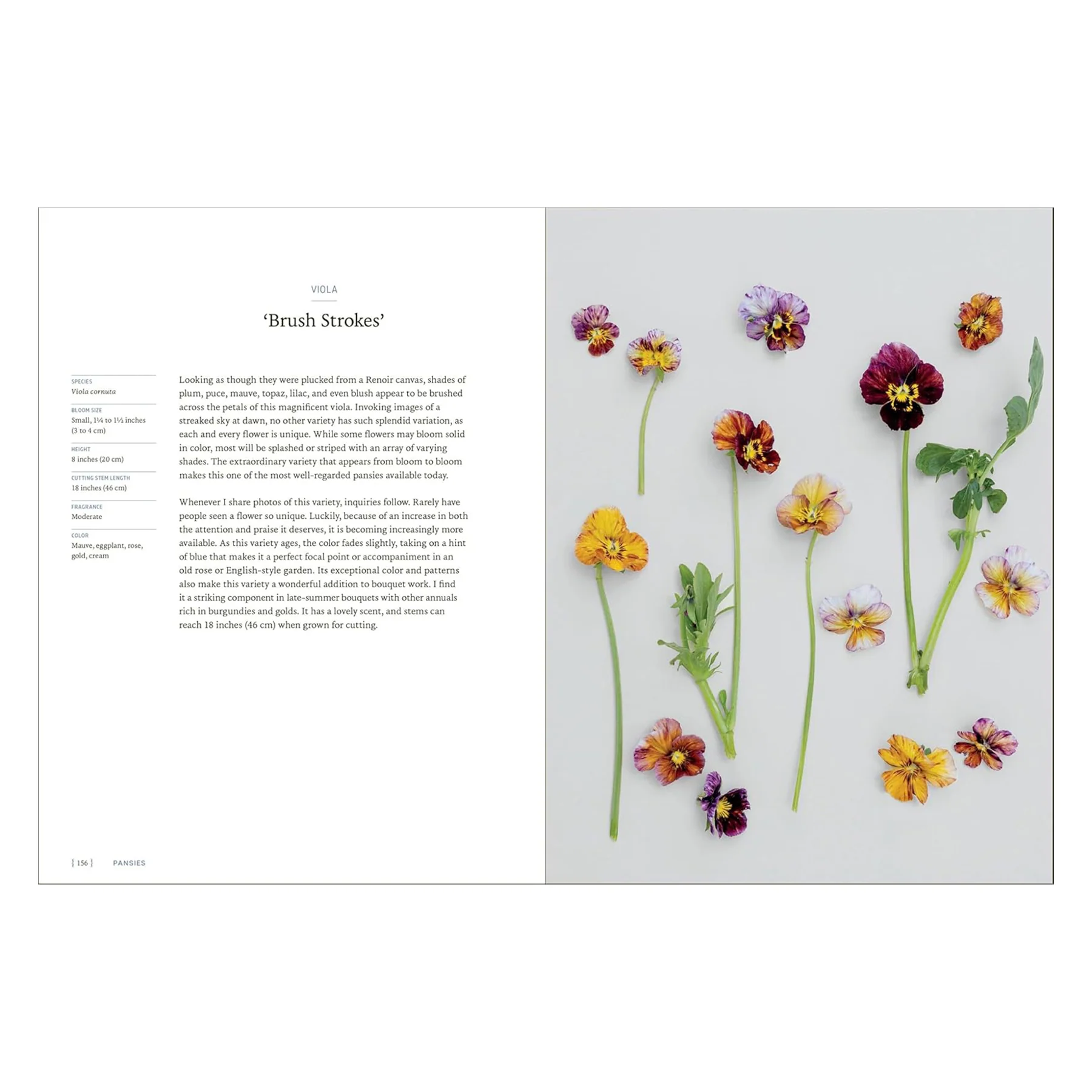PANSIES - Image 4