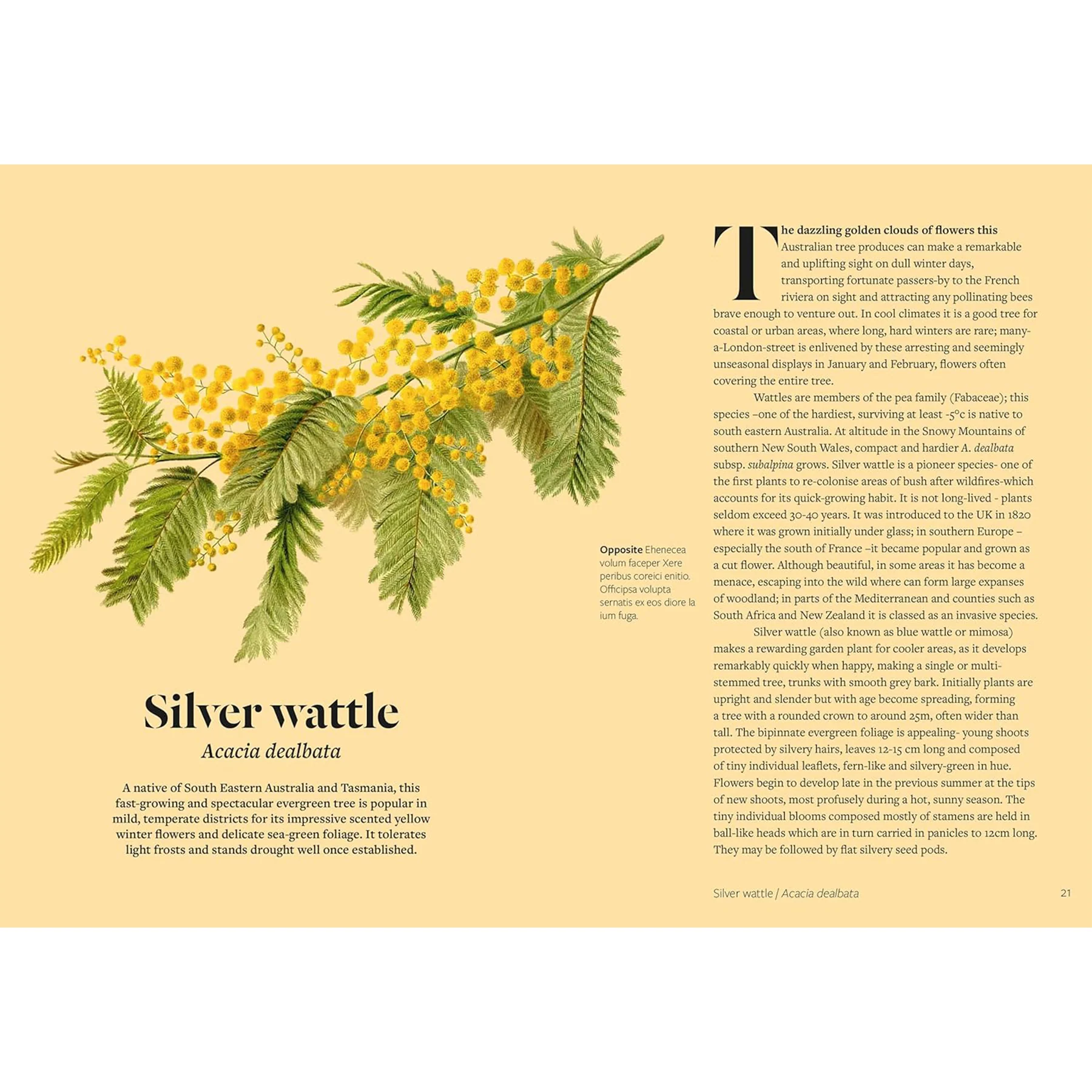 PARCHED: 50 PLANTS THAT THRIVE & SURVIVE IN A DRY GARDEN - Image 2