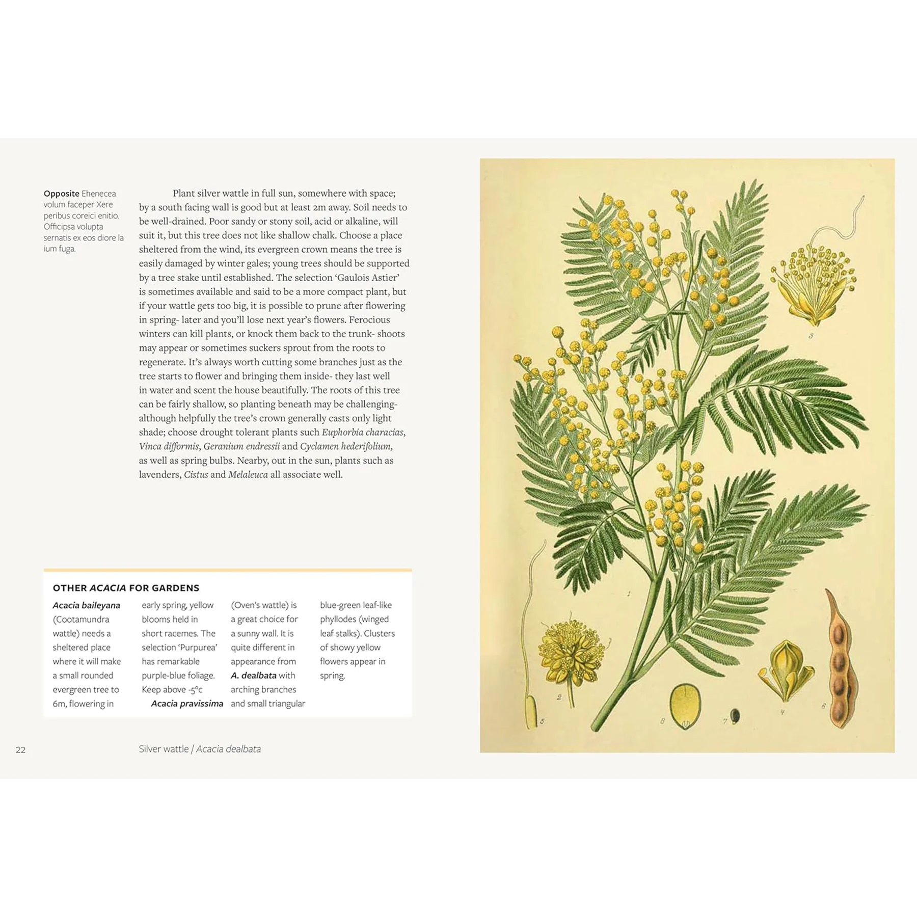 PARCHED: 50 PLANTS THAT THRIVE & SURVIVE IN A DRY GARDEN - Image 3