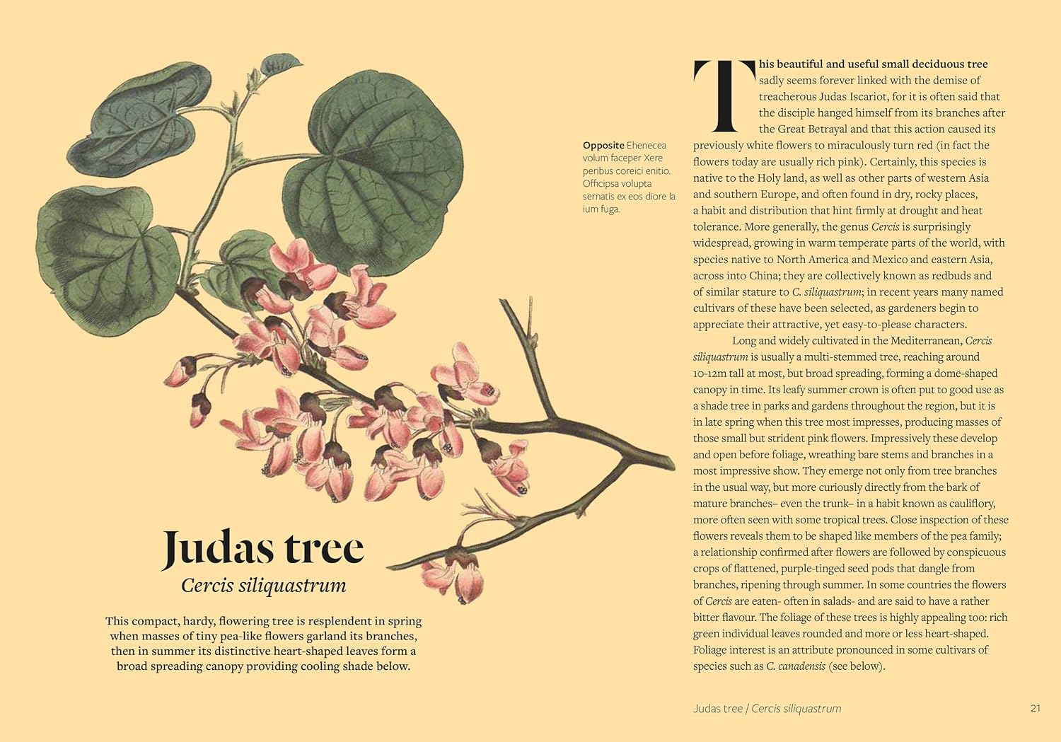 PARCHED: 50 PLANTS THAT THRIVE & SURVIVE IN A DRY GARDEN - Image 4