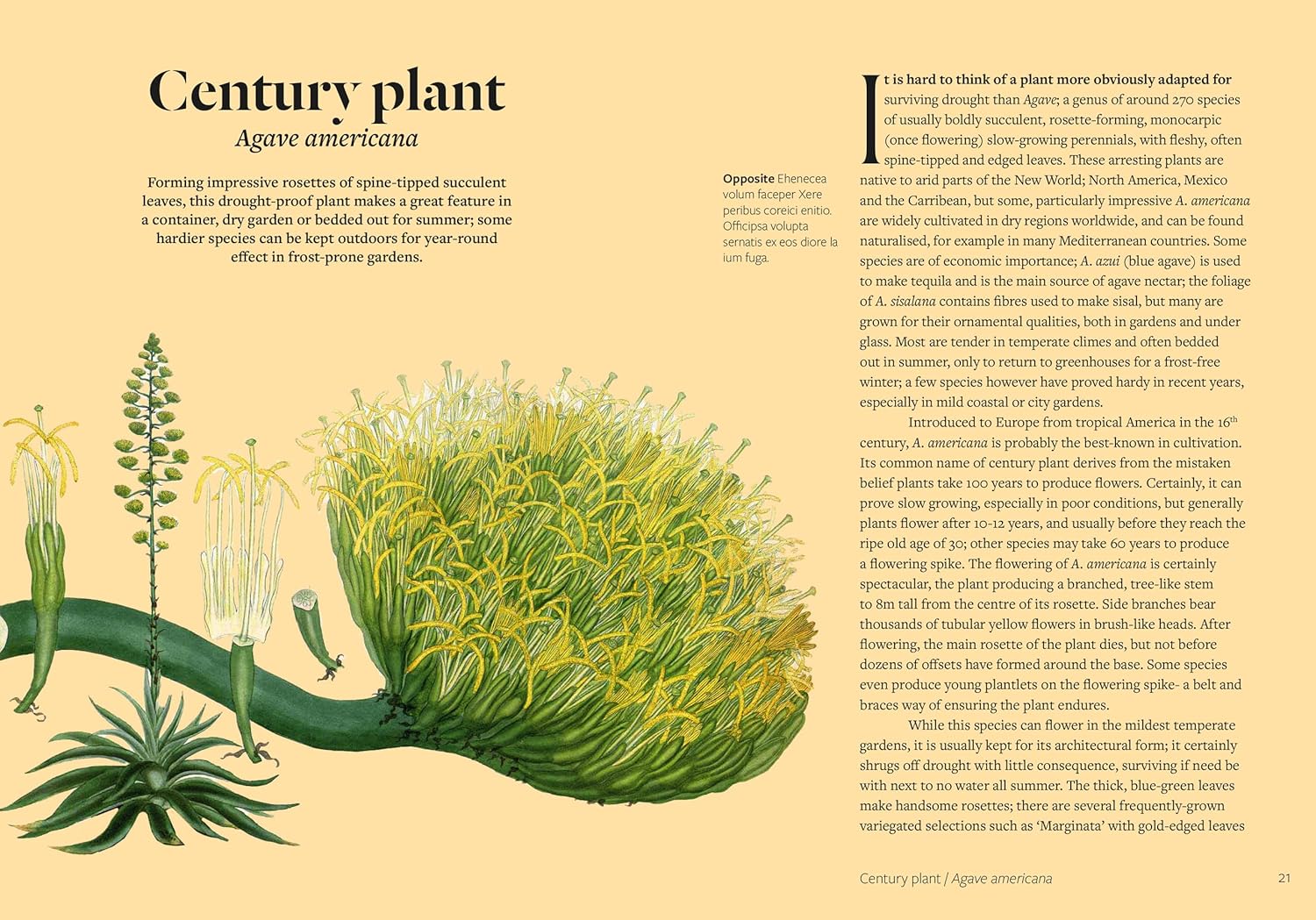 PARCHED: 50 PLANTS THAT THRIVE & SURVIVE IN A DRY GARDEN - Image 5