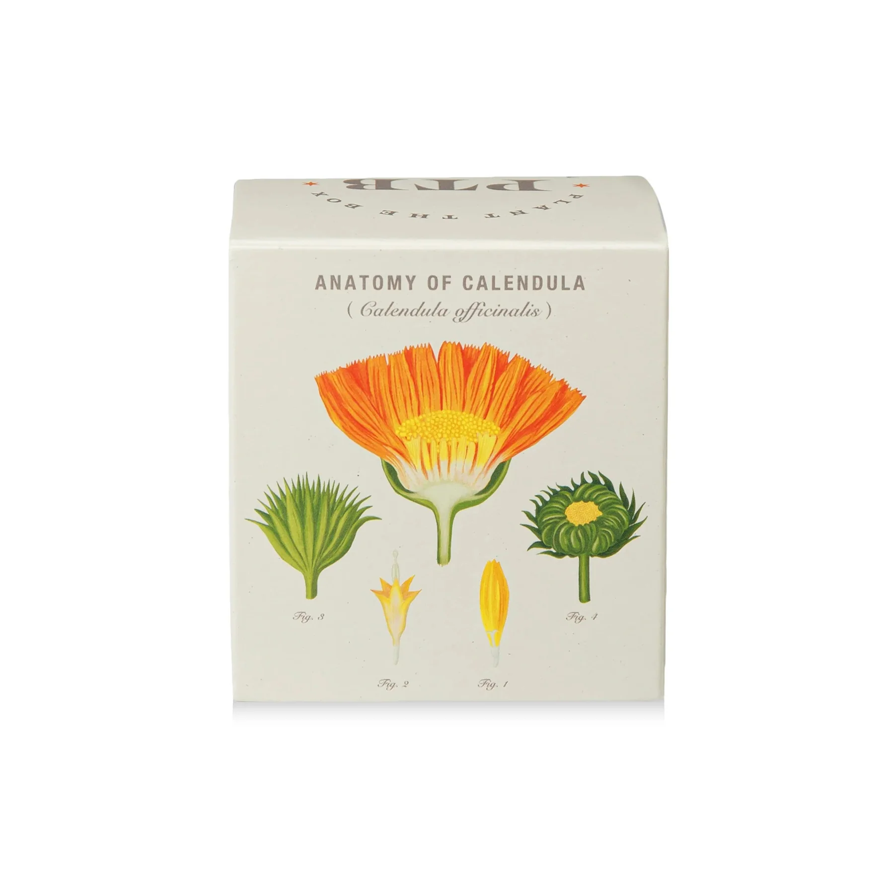 PLANTABLE BOX CANDLE - CATALAN CALENDULA - Image 4