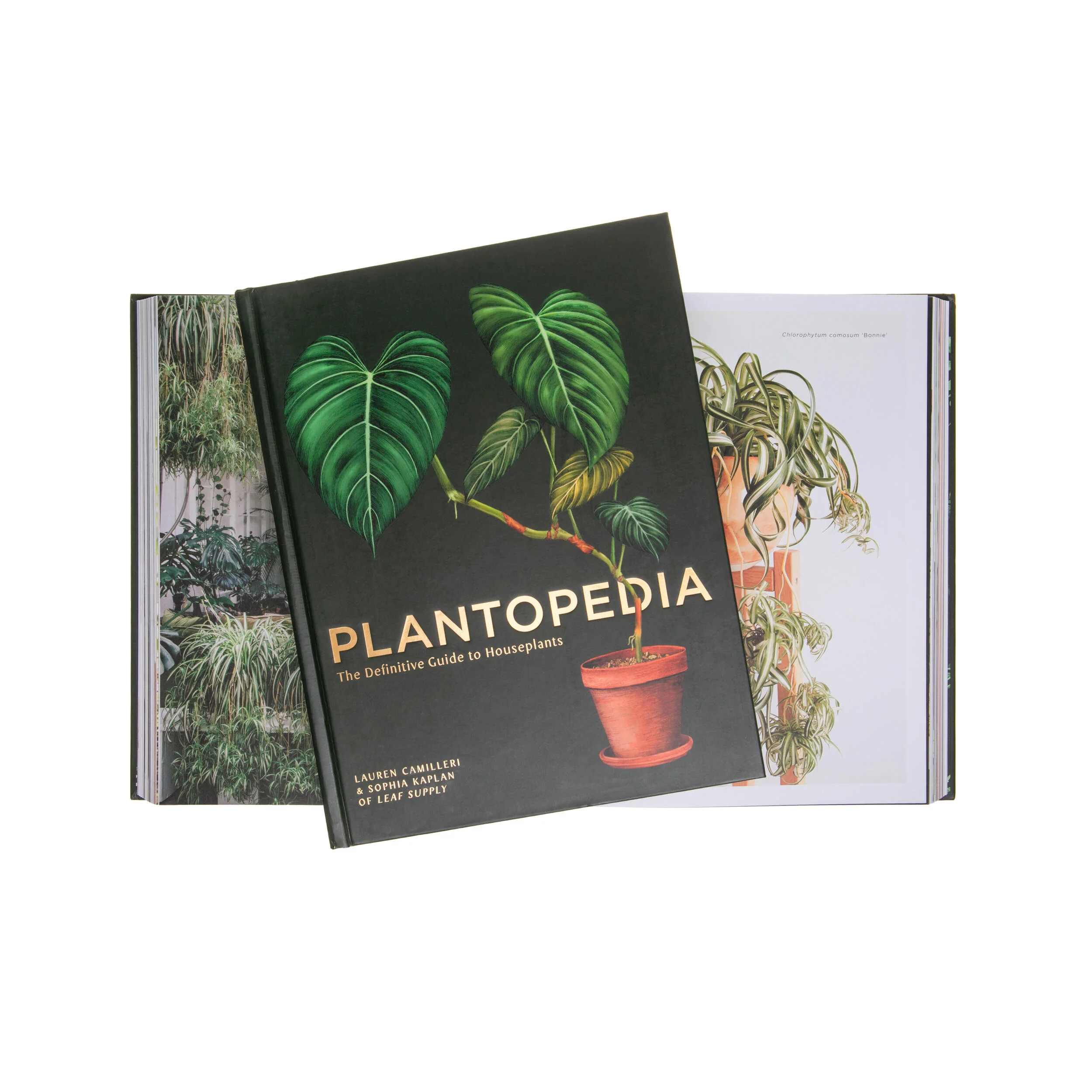 PLANTOPEDIA: THE DEFINITIVE GUIDE TO HOUSEPLANTS