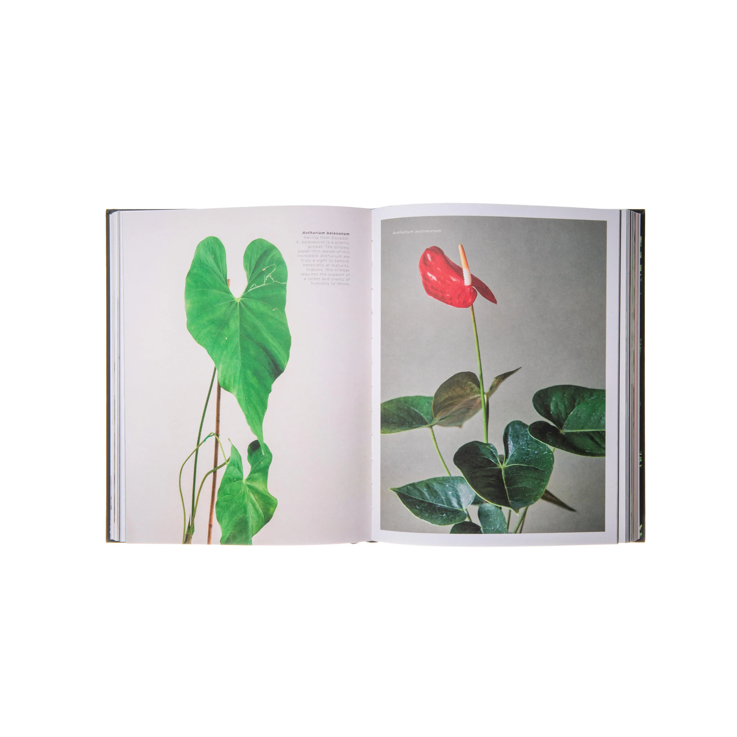 PLANTOPEDIA: THE DEFINITIVE GUIDE TO HOUSEPLANTS - Image 3