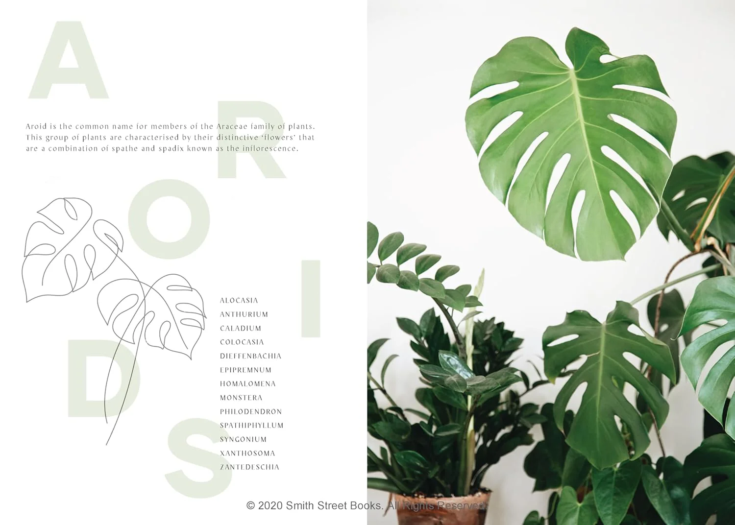 PLANTOPEDIA: THE DEFINITIVE GUIDE TO HOUSEPLANTS - Image 4