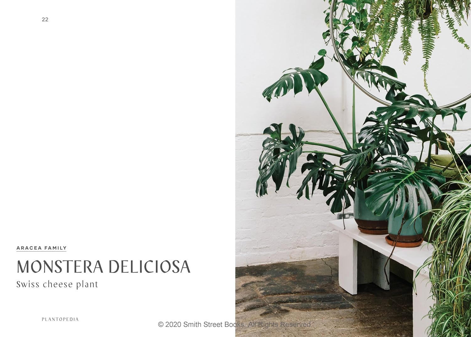 PLANTOPEDIA: THE DEFINITIVE GUIDE TO HOUSEPLANTS - Image 5