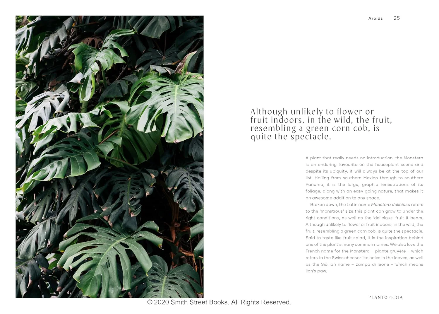 PLANTOPEDIA: THE DEFINITIVE GUIDE TO HOUSEPLANTS - Image 6