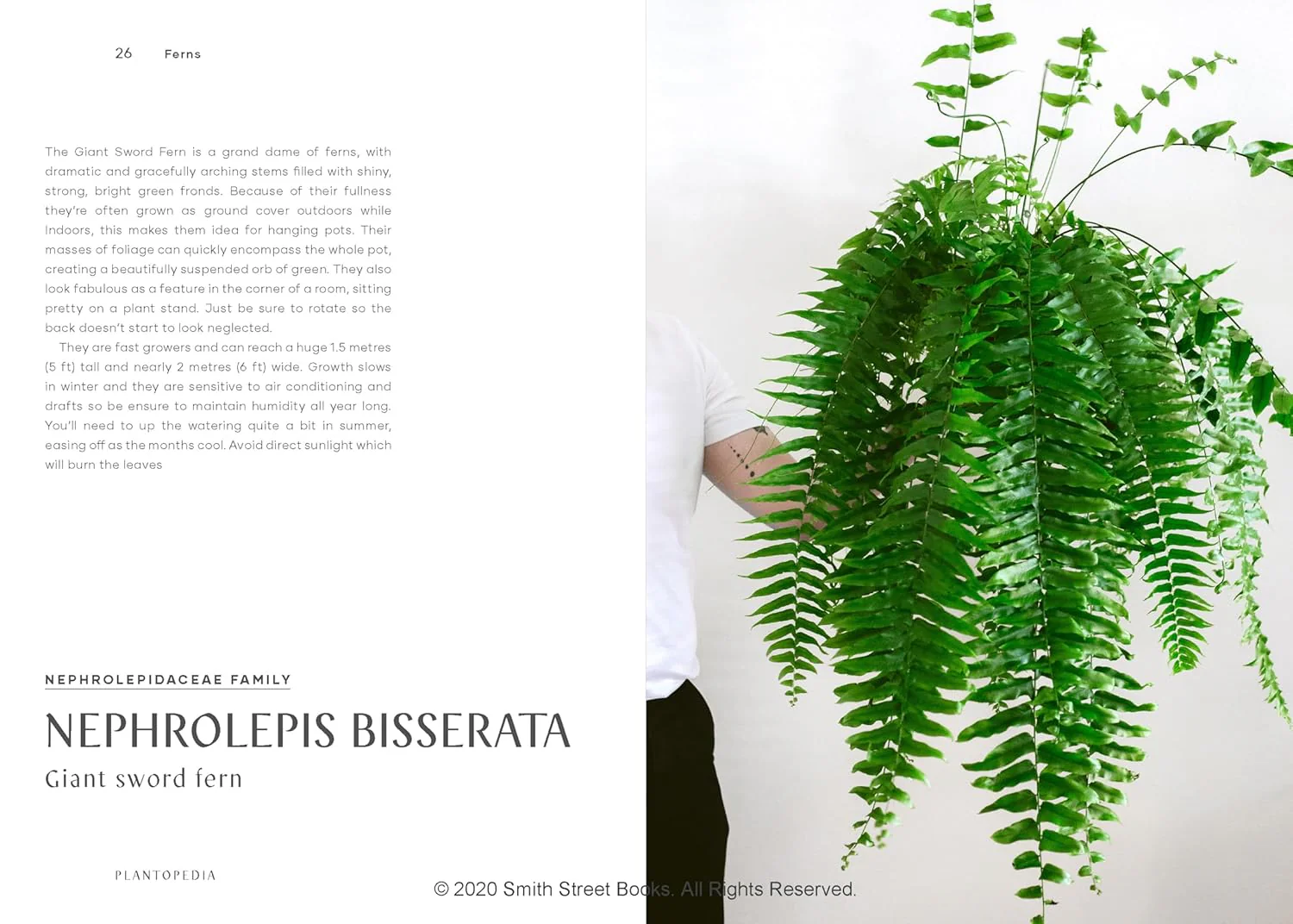 PLANTOPEDIA: THE DEFINITIVE GUIDE TO HOUSEPLANTS - Image 7