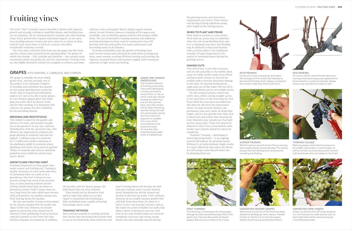 PRUNING AND TRAINING: WHAT, WHEN, AND HOW TO PRUNE - Image 3